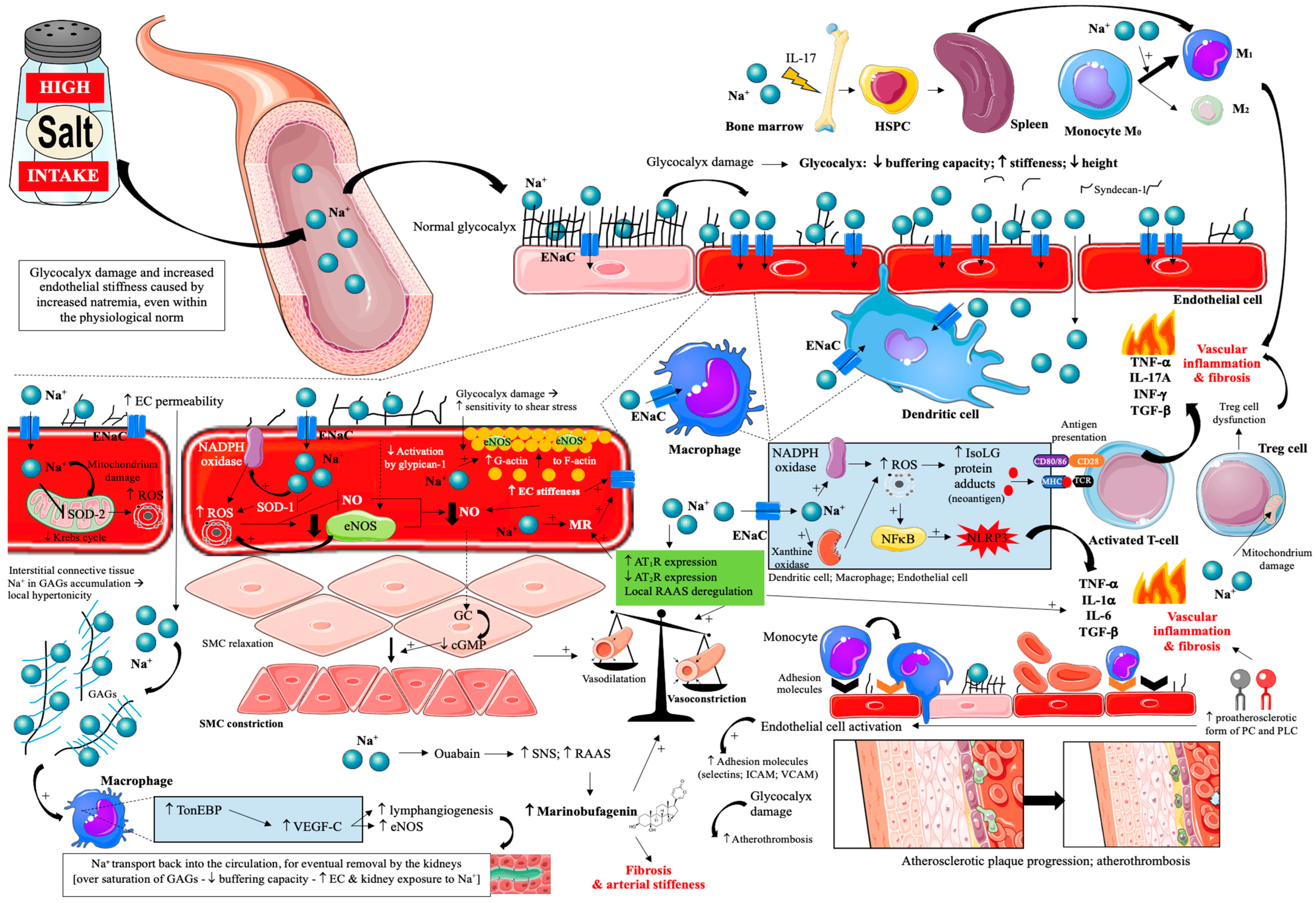 Nutrients 17 03464 g002 Nutrients 17 03464 g002