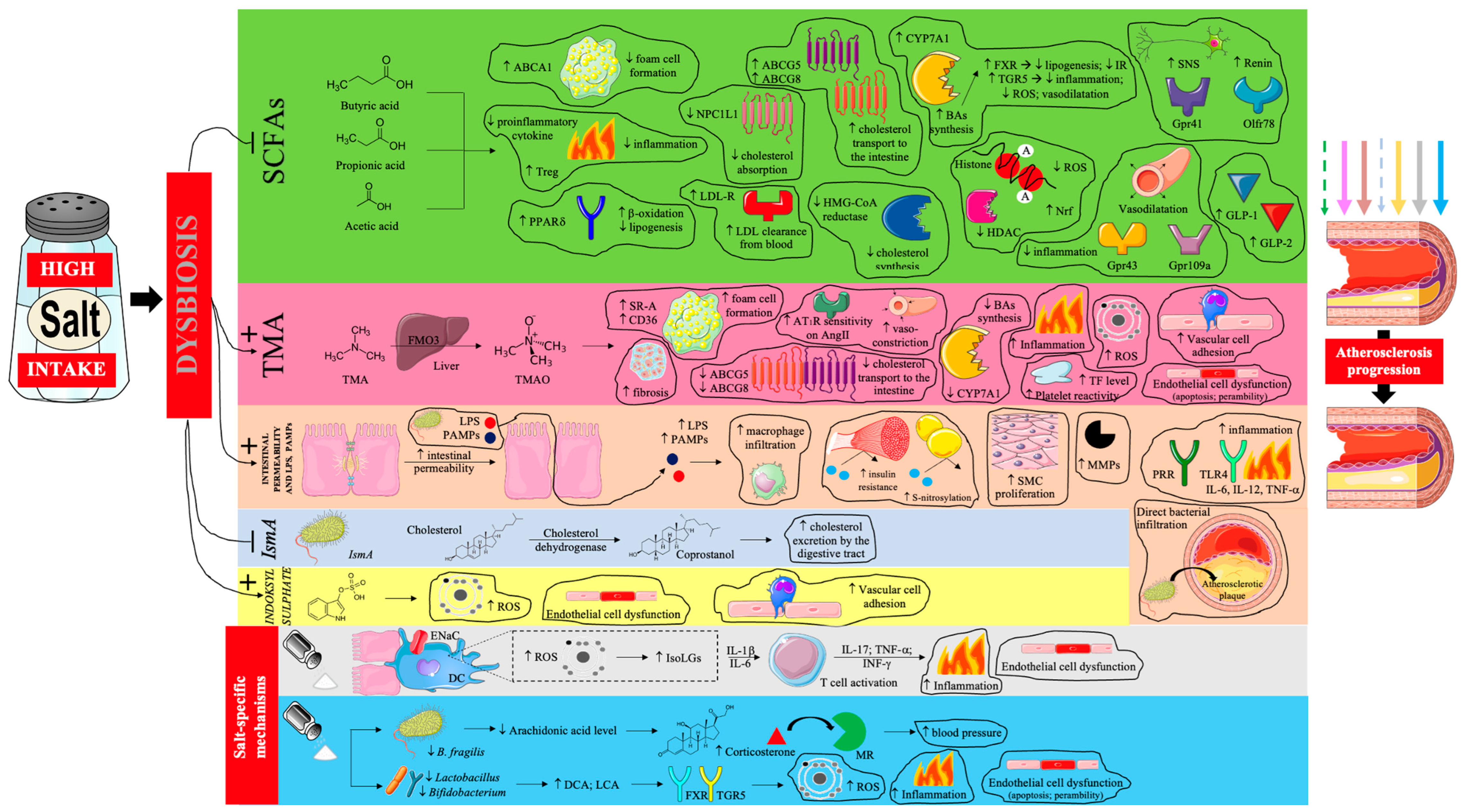 Nutrients 17 03464 g003 Nutrients 17 03464 g003