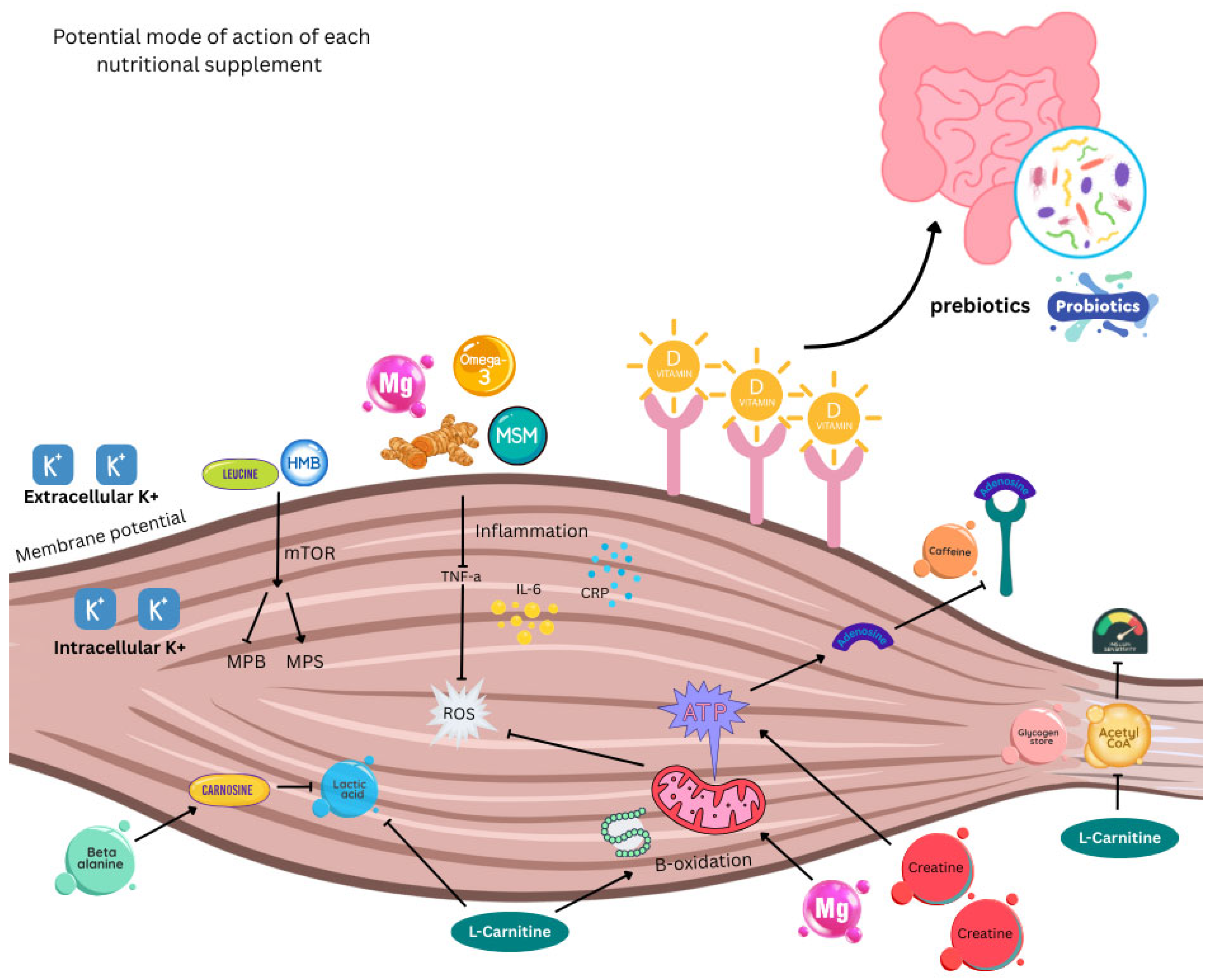 Nutrients 17 03495 g003