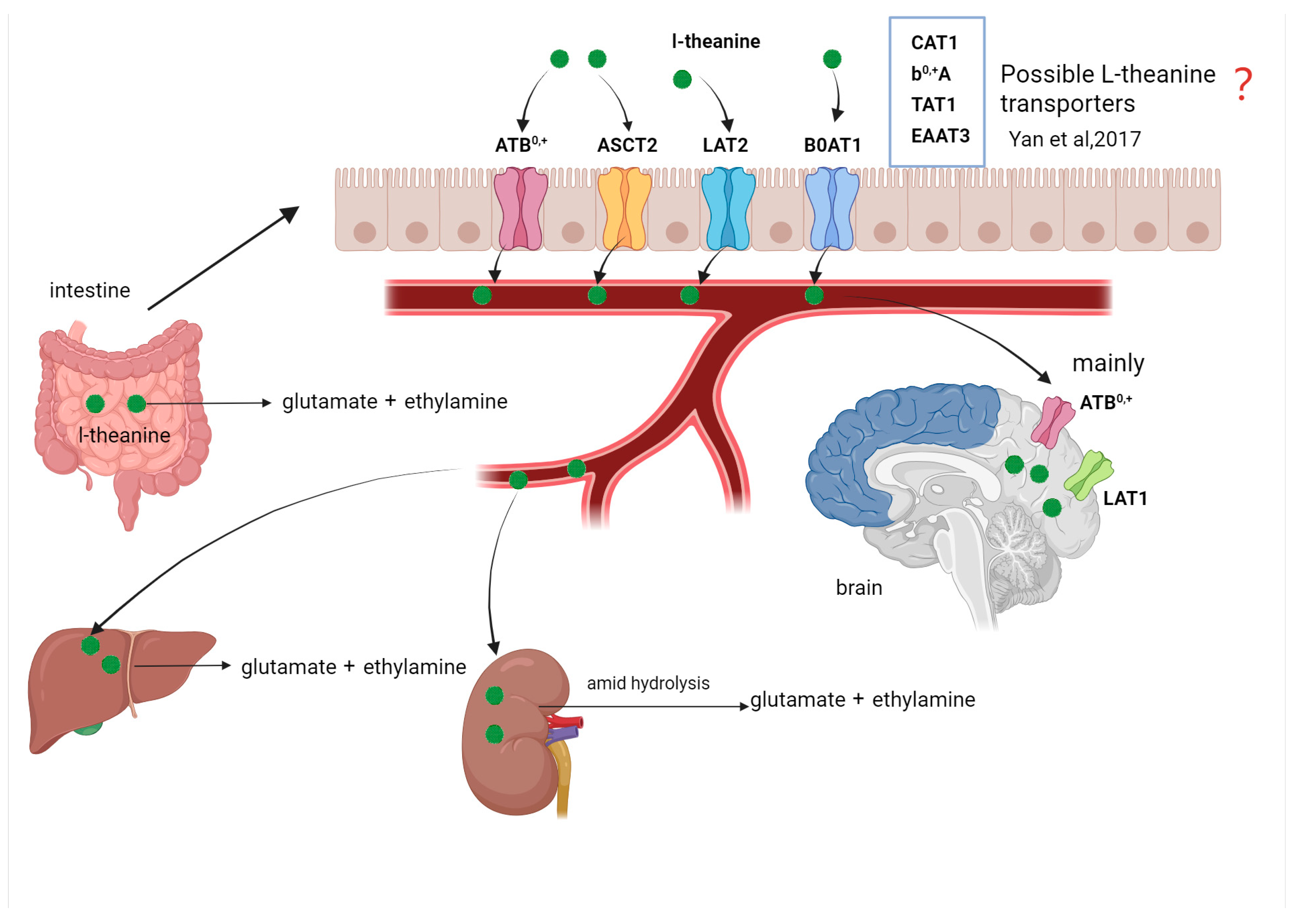 Nutrients 17 03496 g002