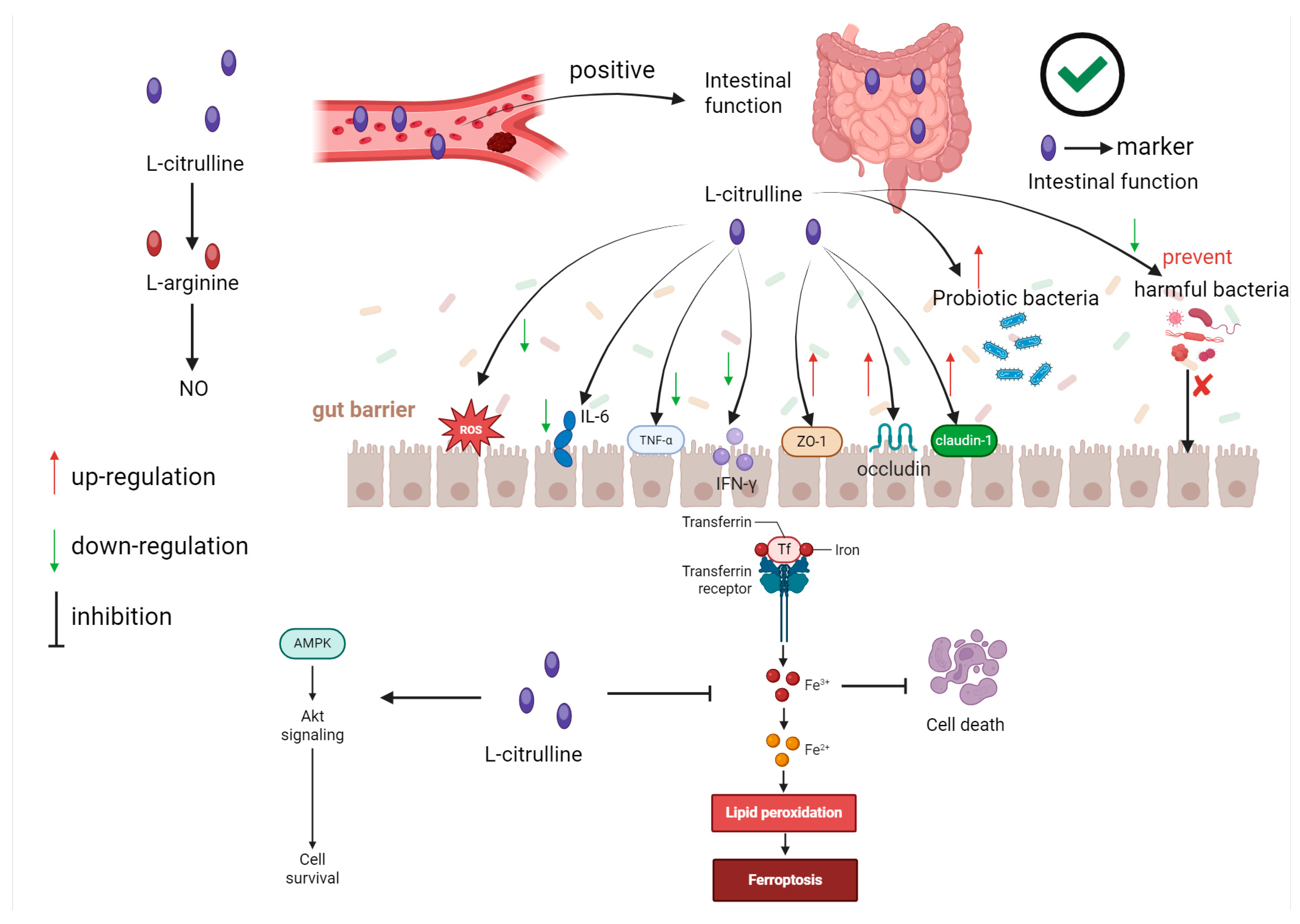 Nutrients 17 03496 g003