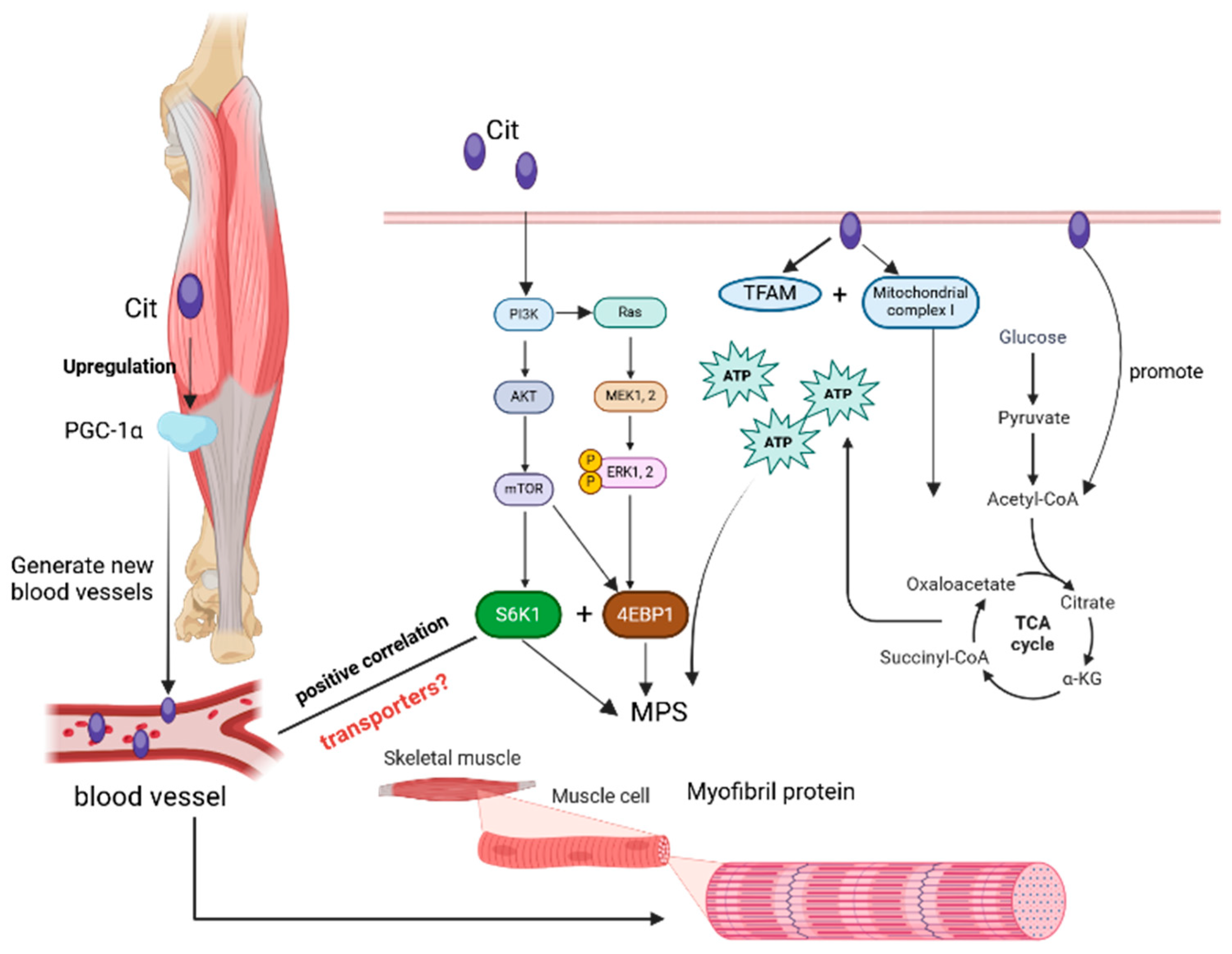 Nutrients 17 03496 g004