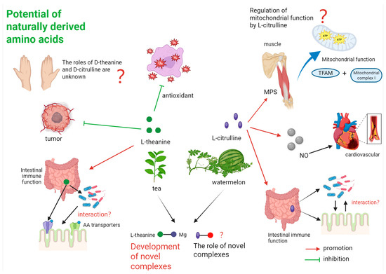 glutathione and citrulline The Emerging Role of Citrulline and Theanine in Health and Disease: A  Comprehensive Review
