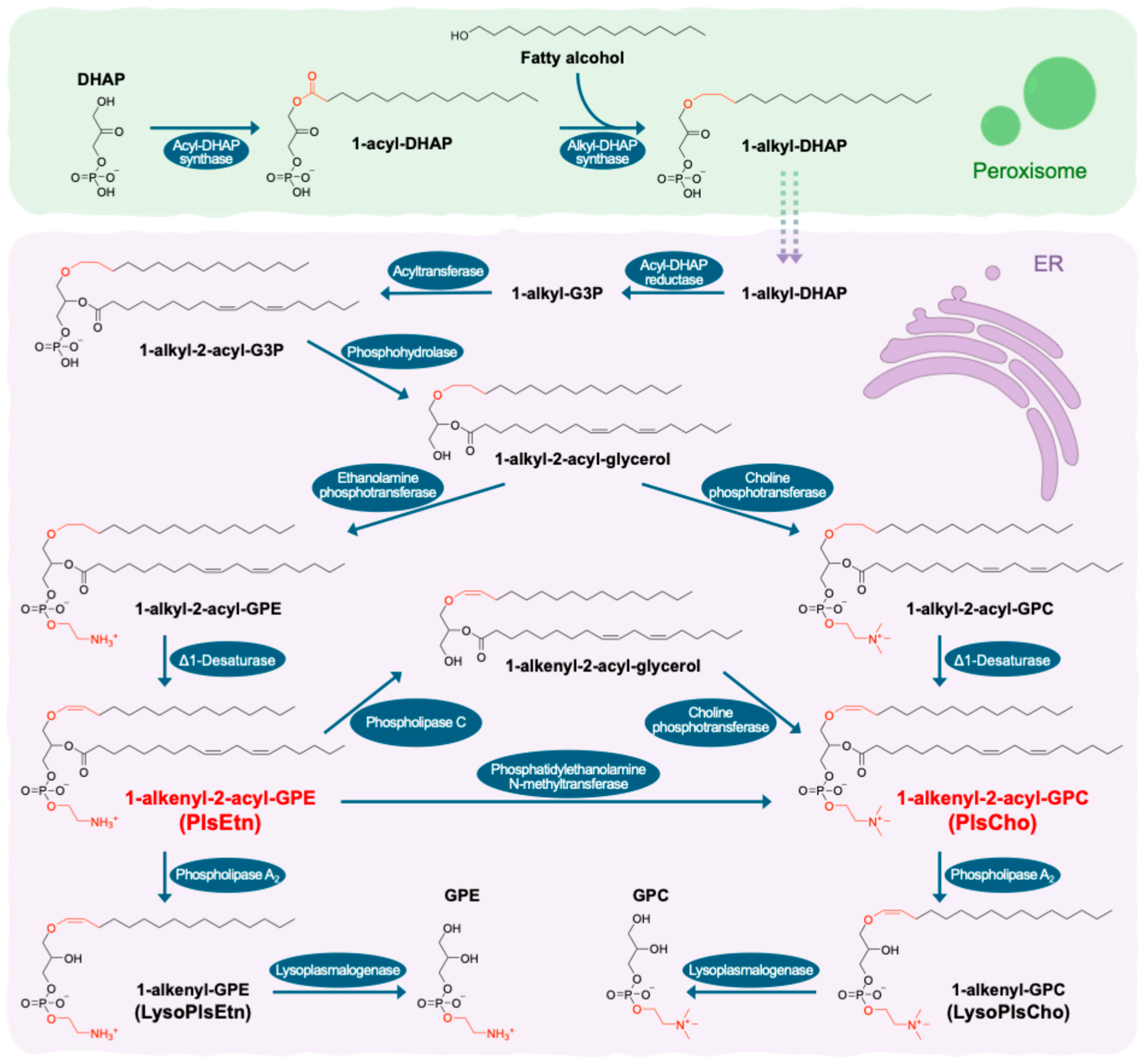 Nutrients 17 03497 g001 Nutrients 17 03497 g001