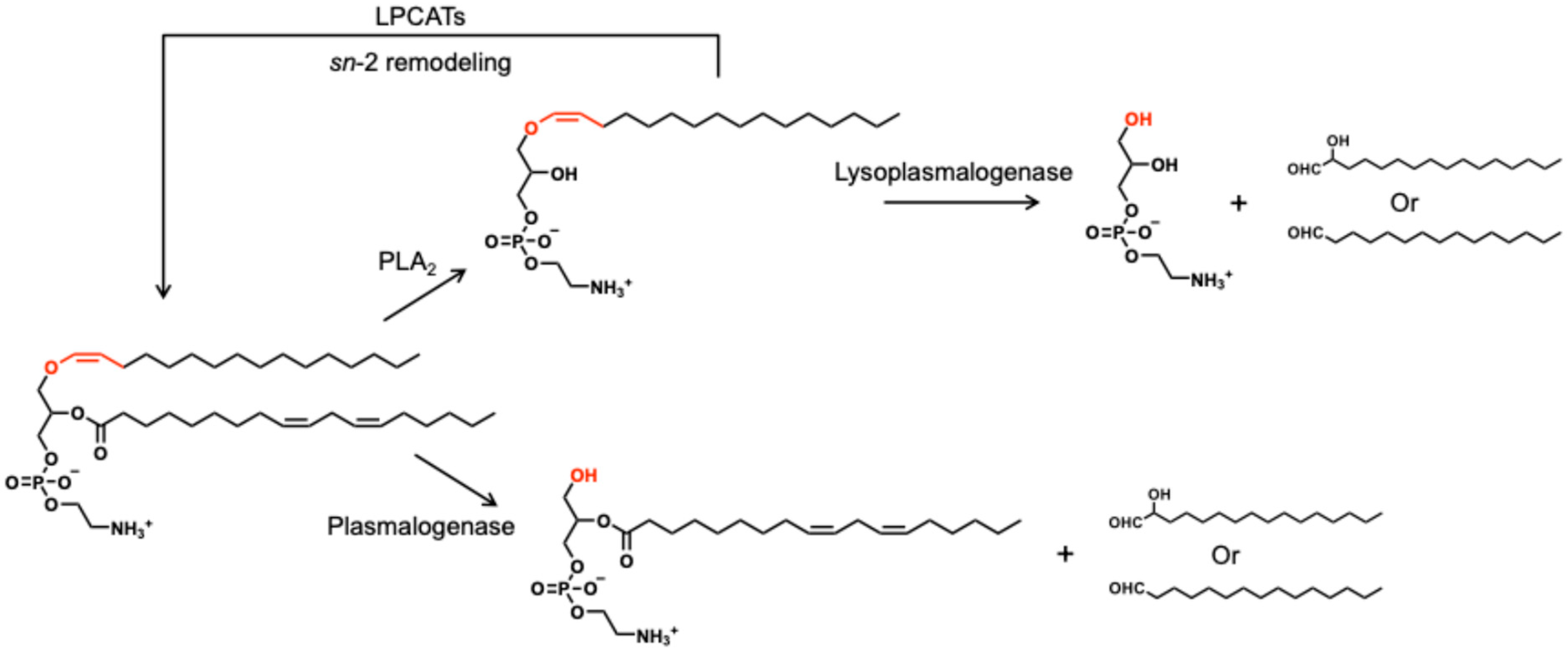Nutrients 17 03497 g004