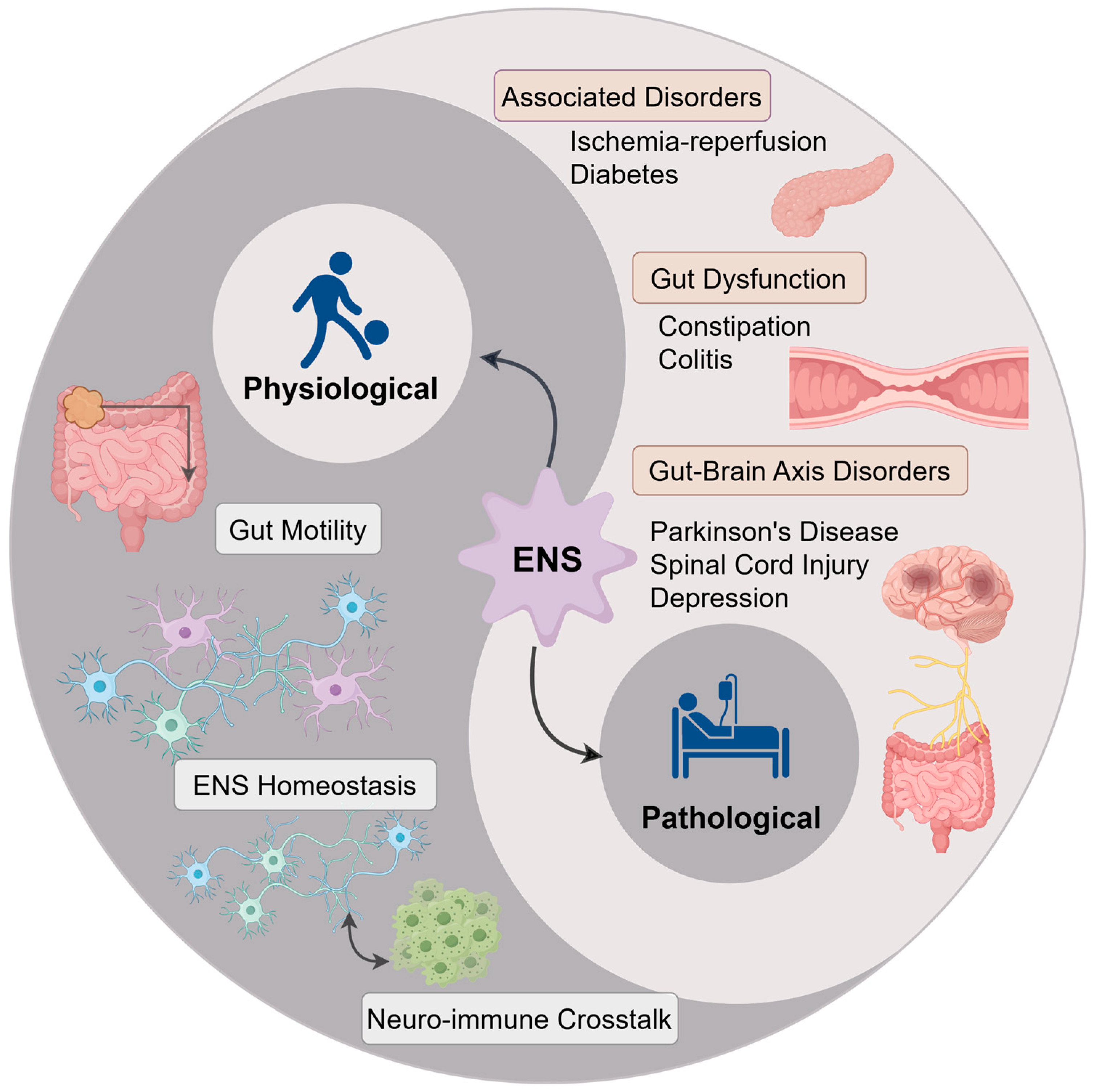 Nutrients 17 03519 g003