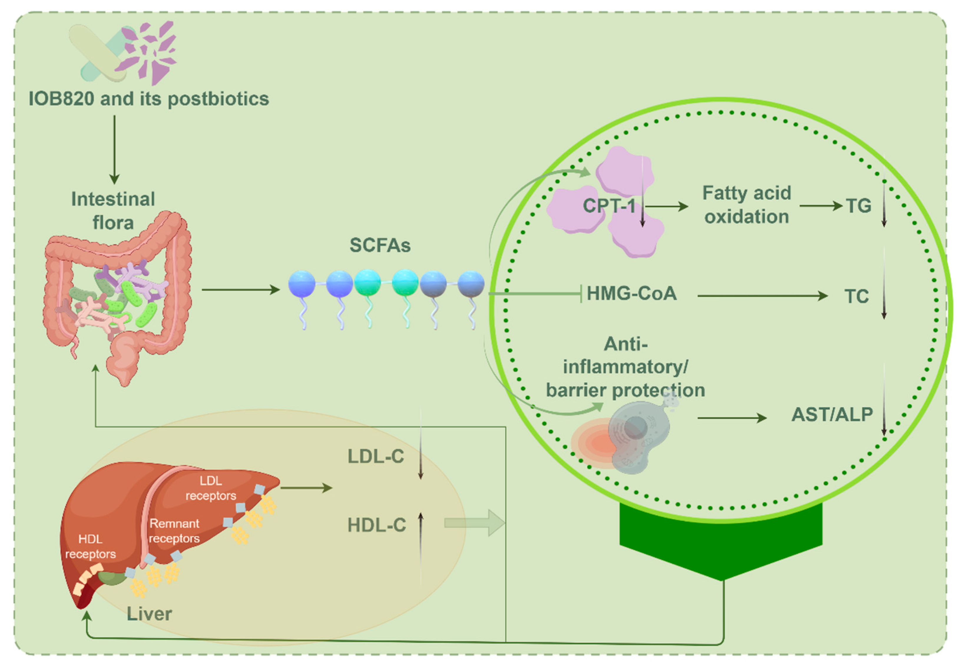 Nutrients 17 03525 g008