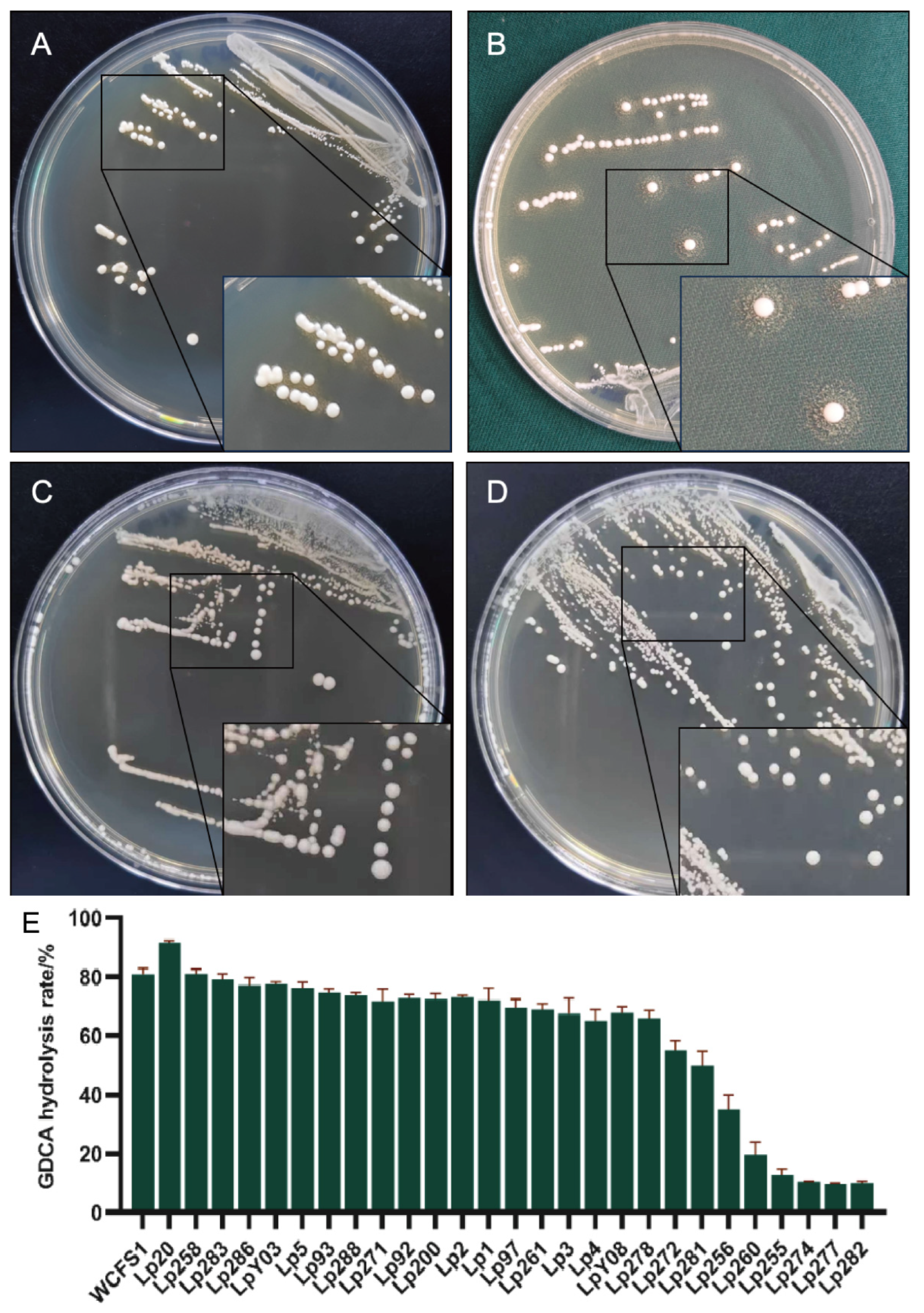 Nutrients 17 03555 g001 Nutrients 17 03555 g001