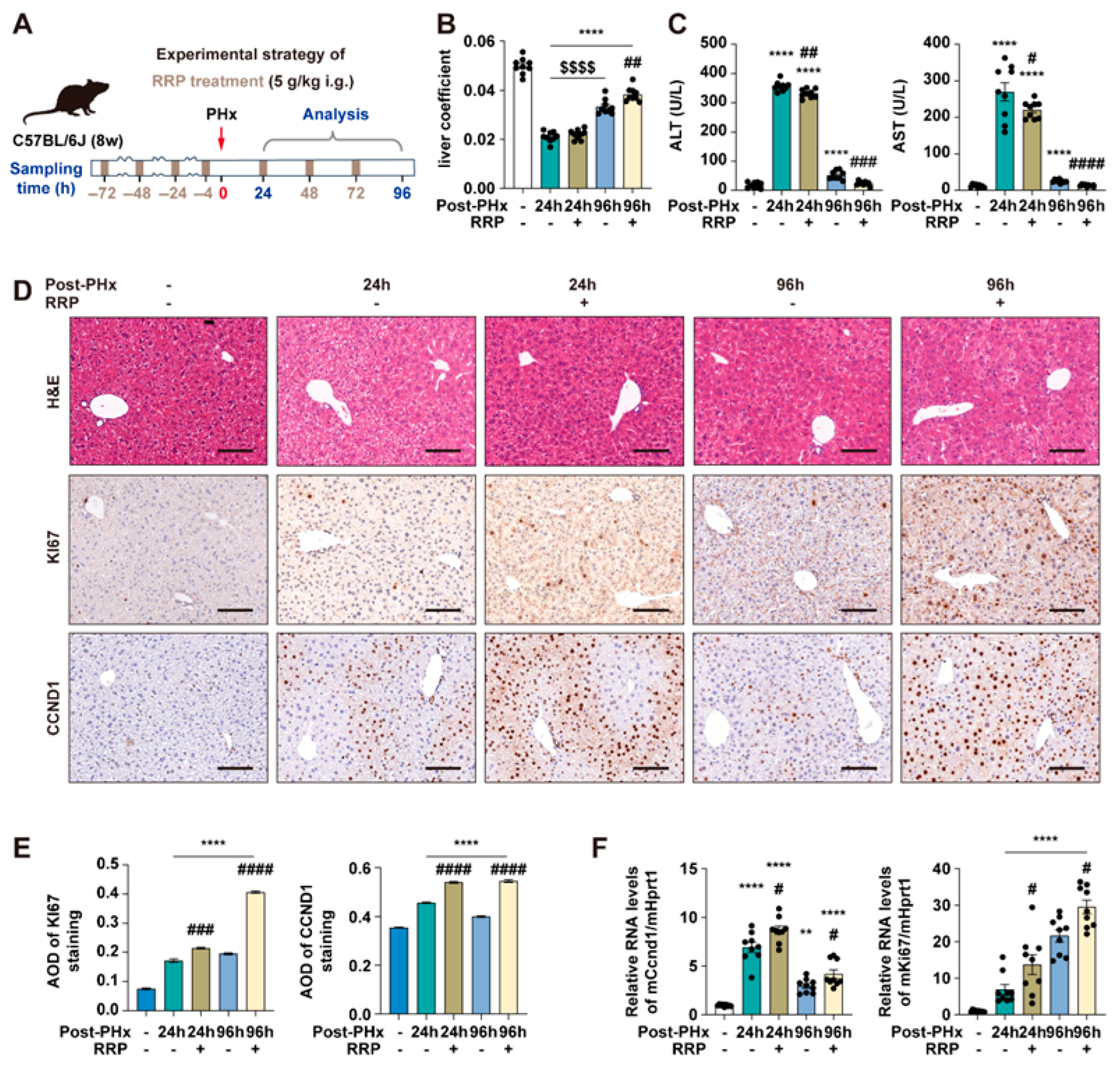 Nutrients 17 03579 g002 Nutrients 17 03579 g002