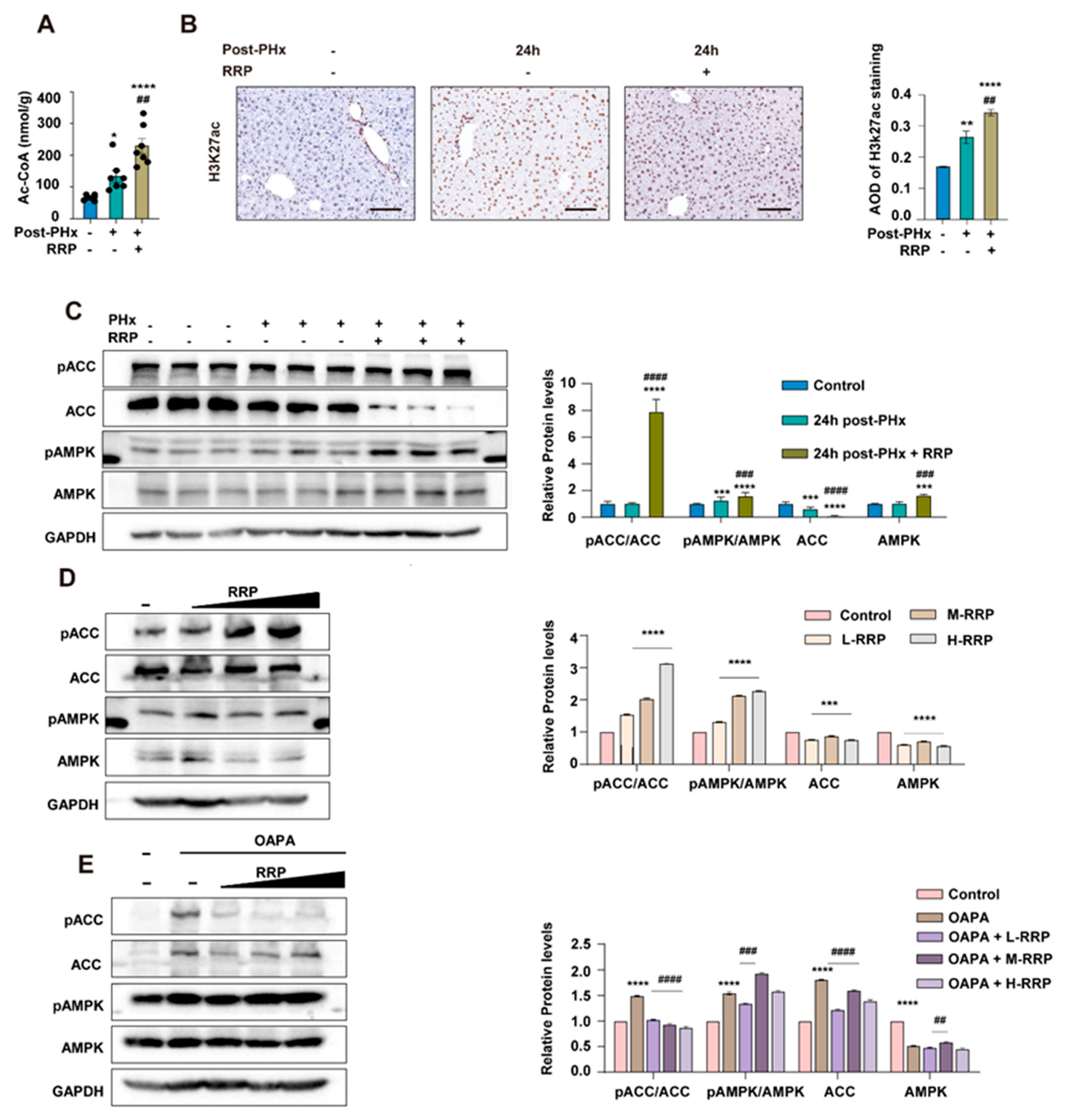 Nutrients 17 03579 g005 Nutrients 17 03579 g005