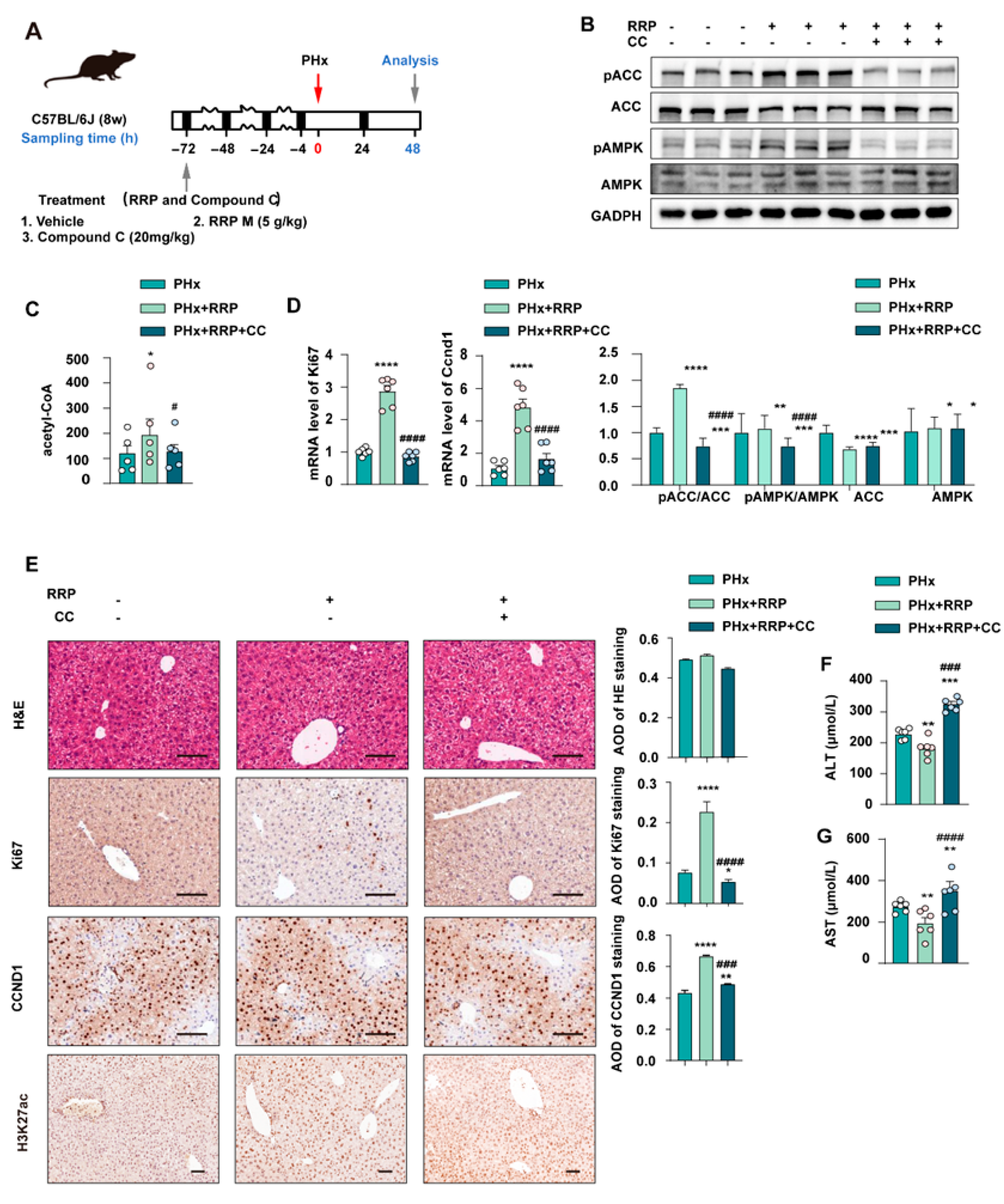 Nutrients 17 03579 g006 Nutrients 17 03579 g006