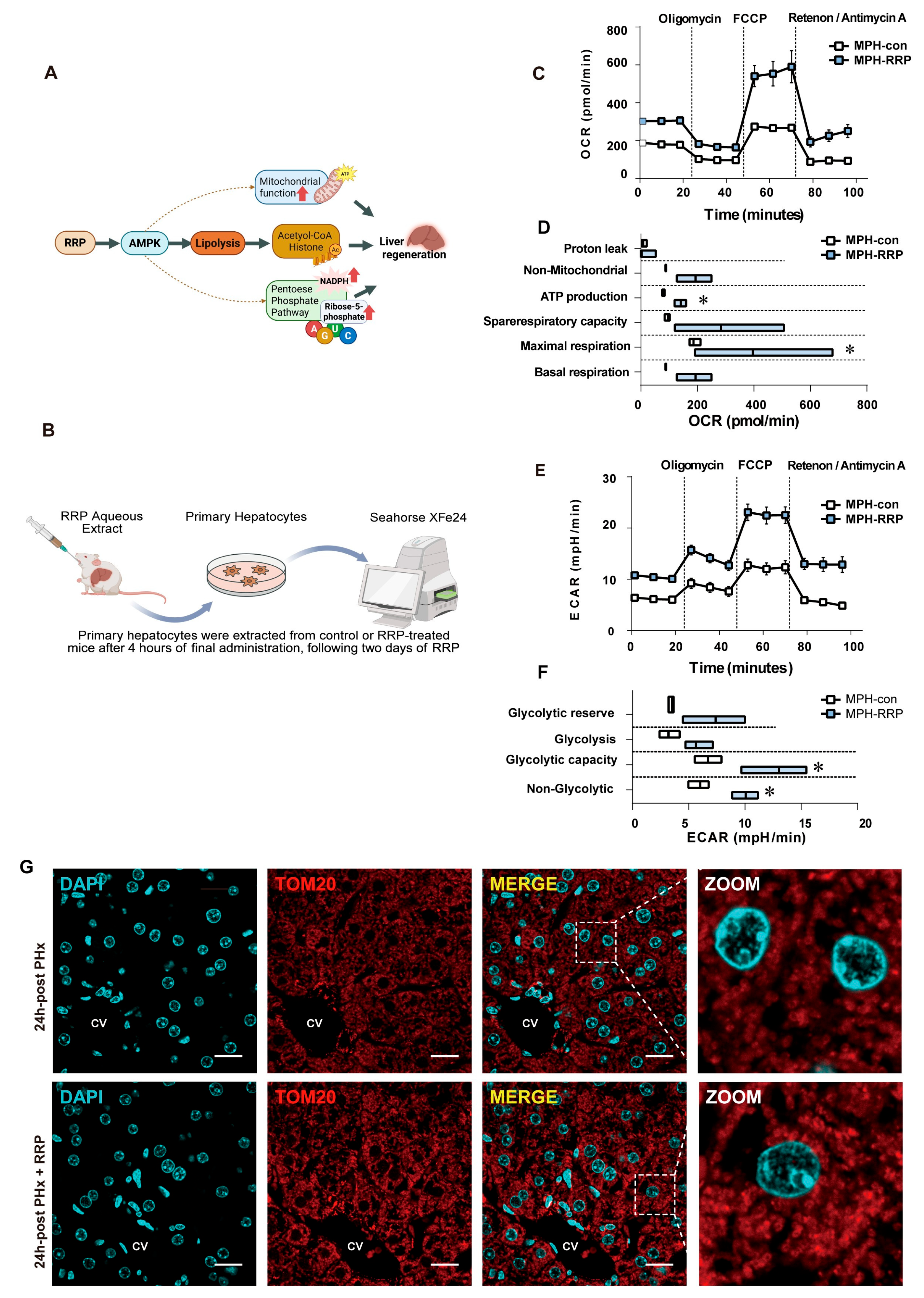 Nutrients 17 03579 g008 Nutrients 17 03579 g008