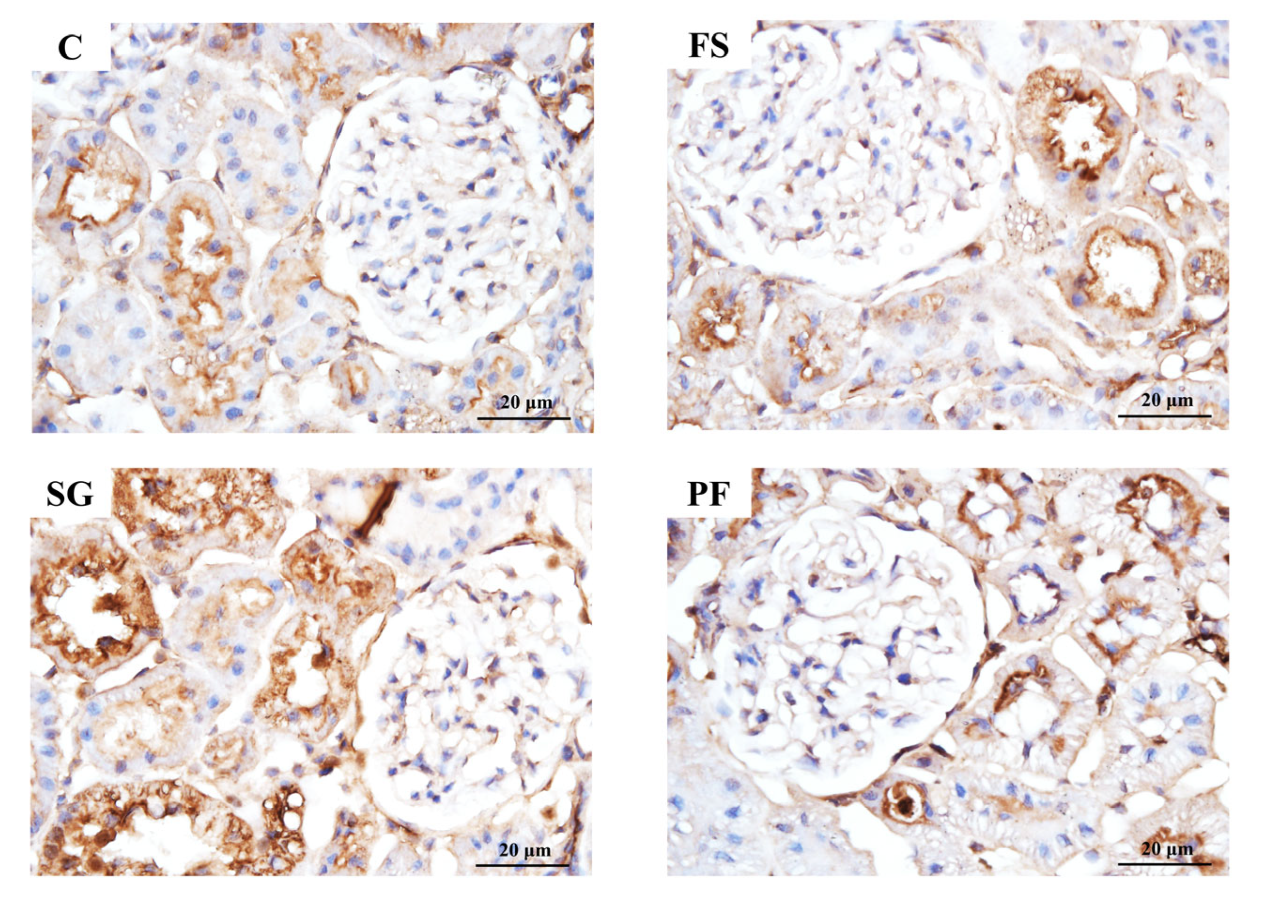 Nutrients 17 03581 g006