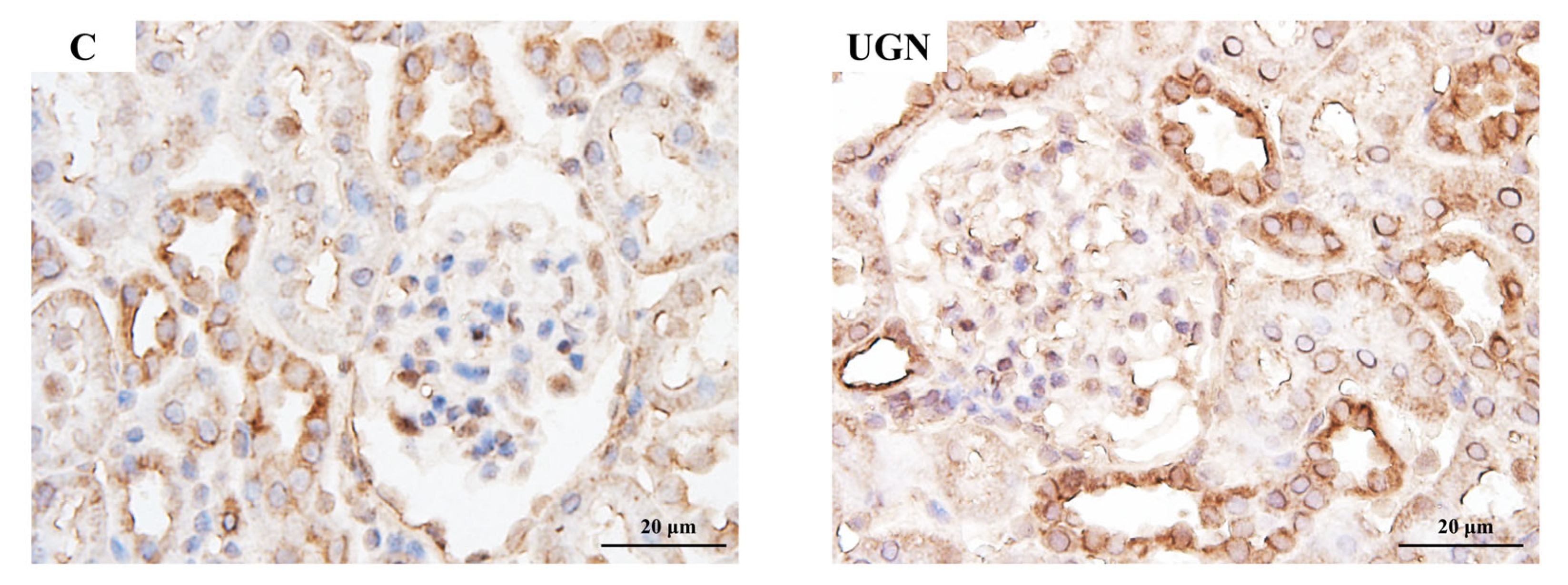 Nutrients 17 03581 g008
