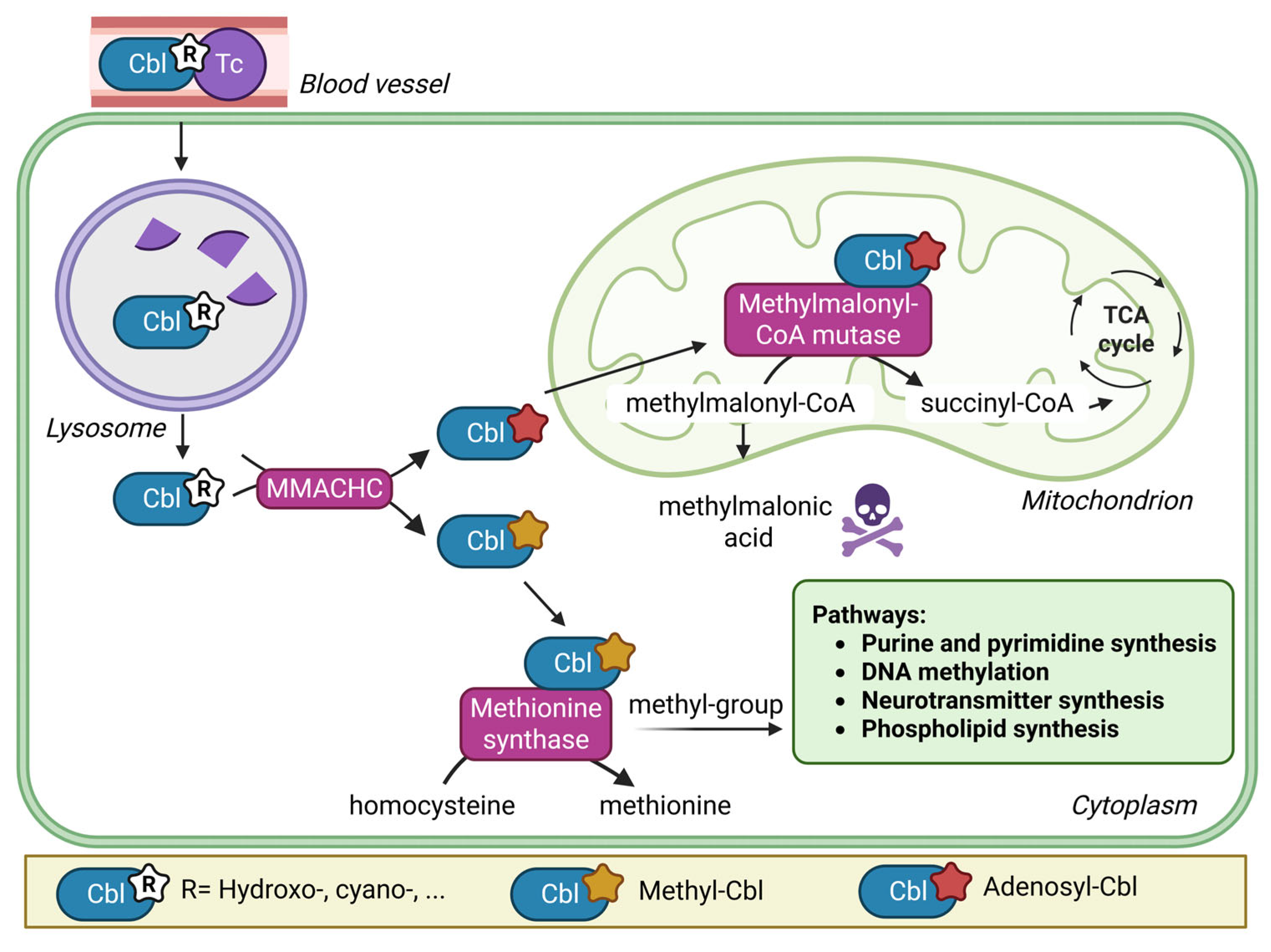 Nutrients 17 03583 g001