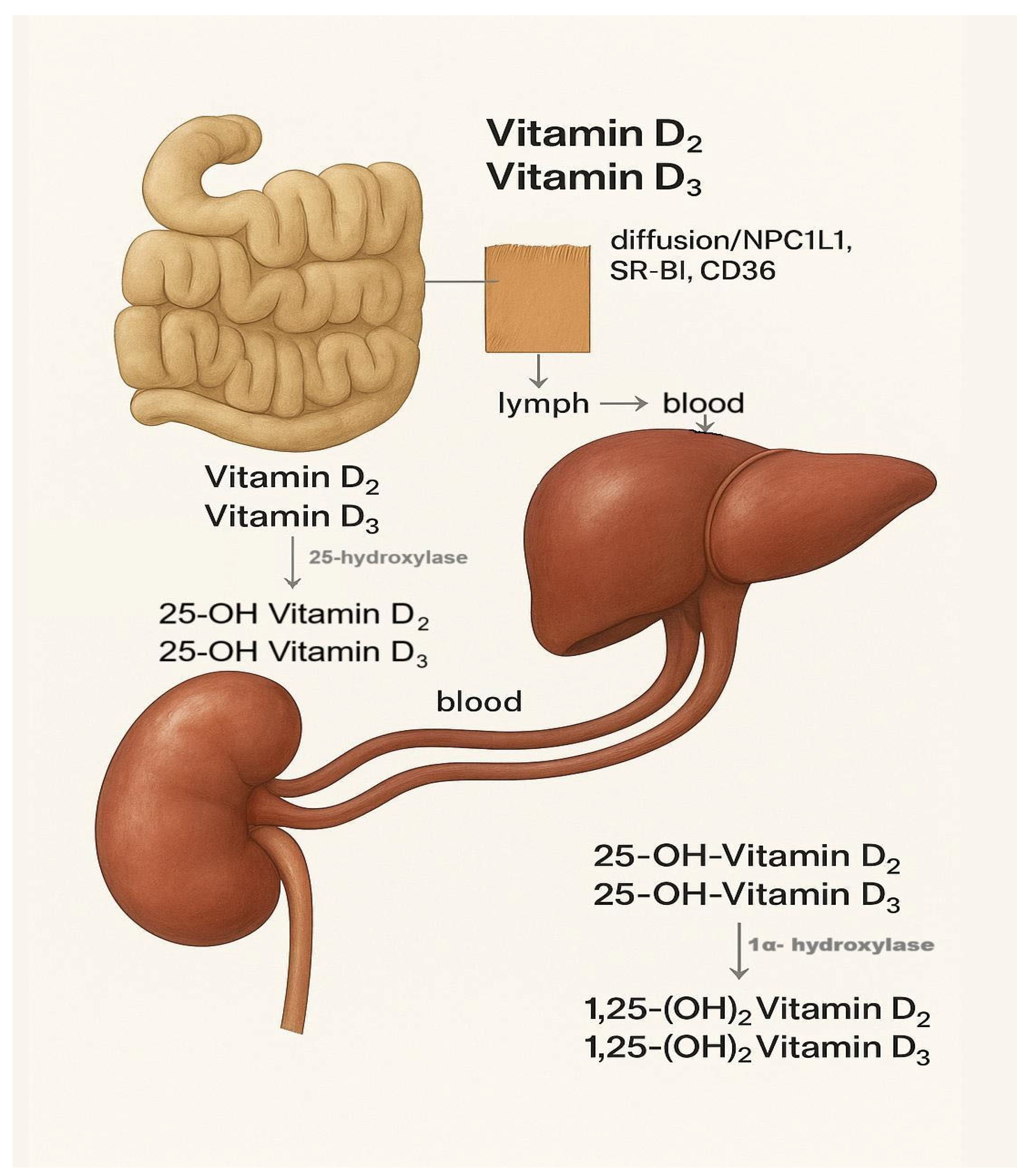 Nutrients 17 03584 g006 Nutrients 17 03584 g006