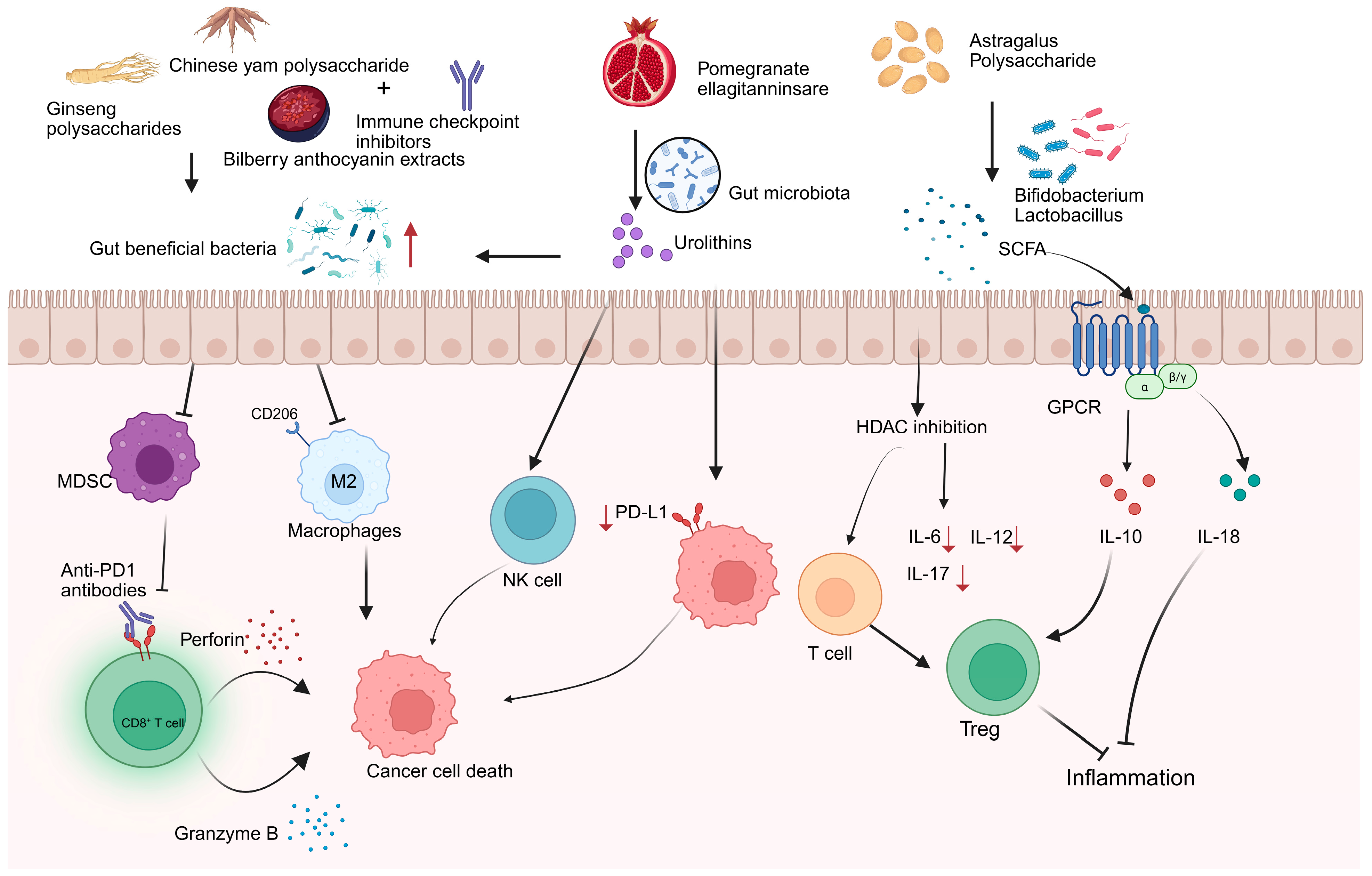Nutrients 17 03591 g002 Nutrients 17 03591 g002