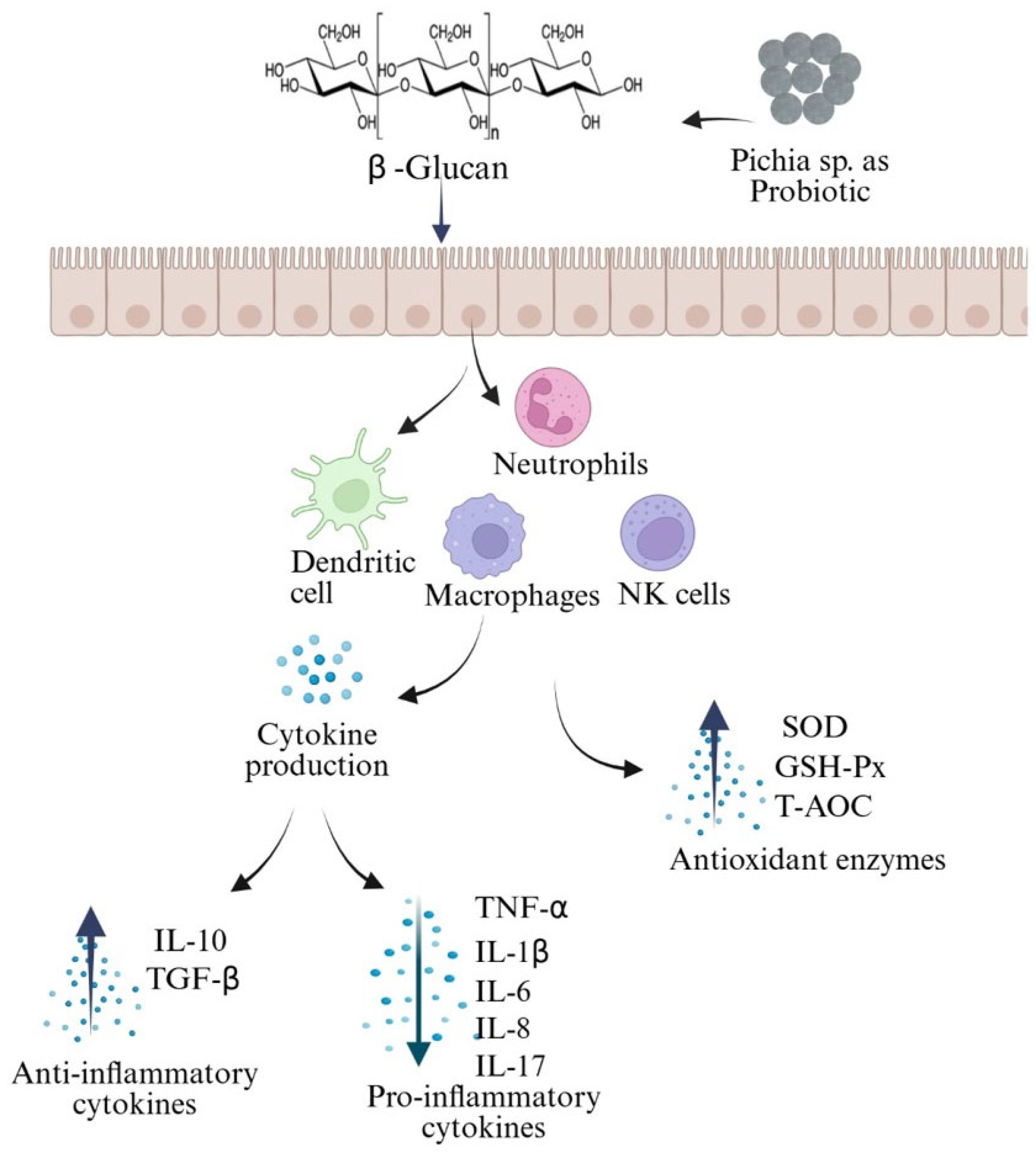 Nutrients 17 03594 g003 Nutrients 17 03594 g003