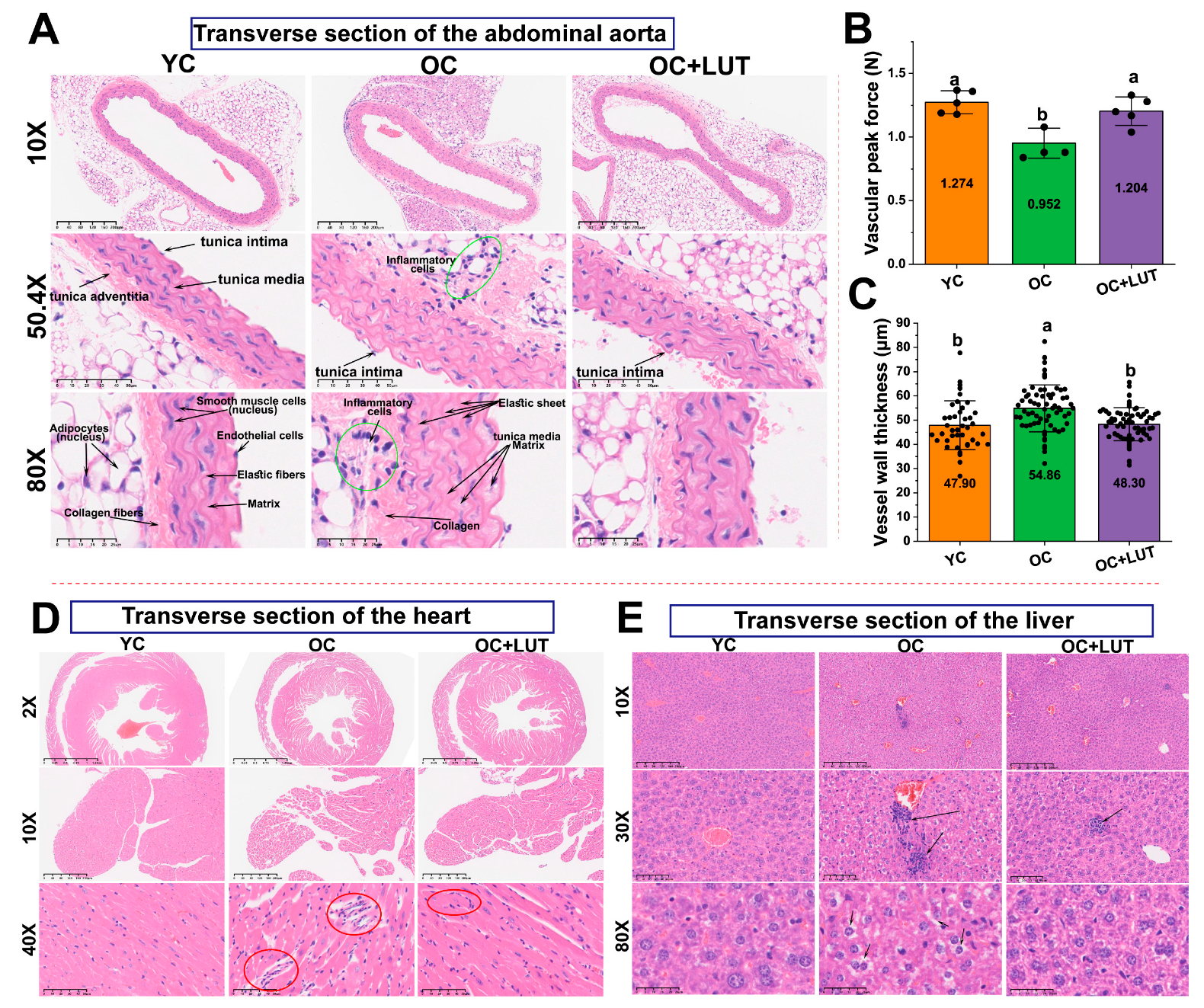 Nutrients 17 03607 g004