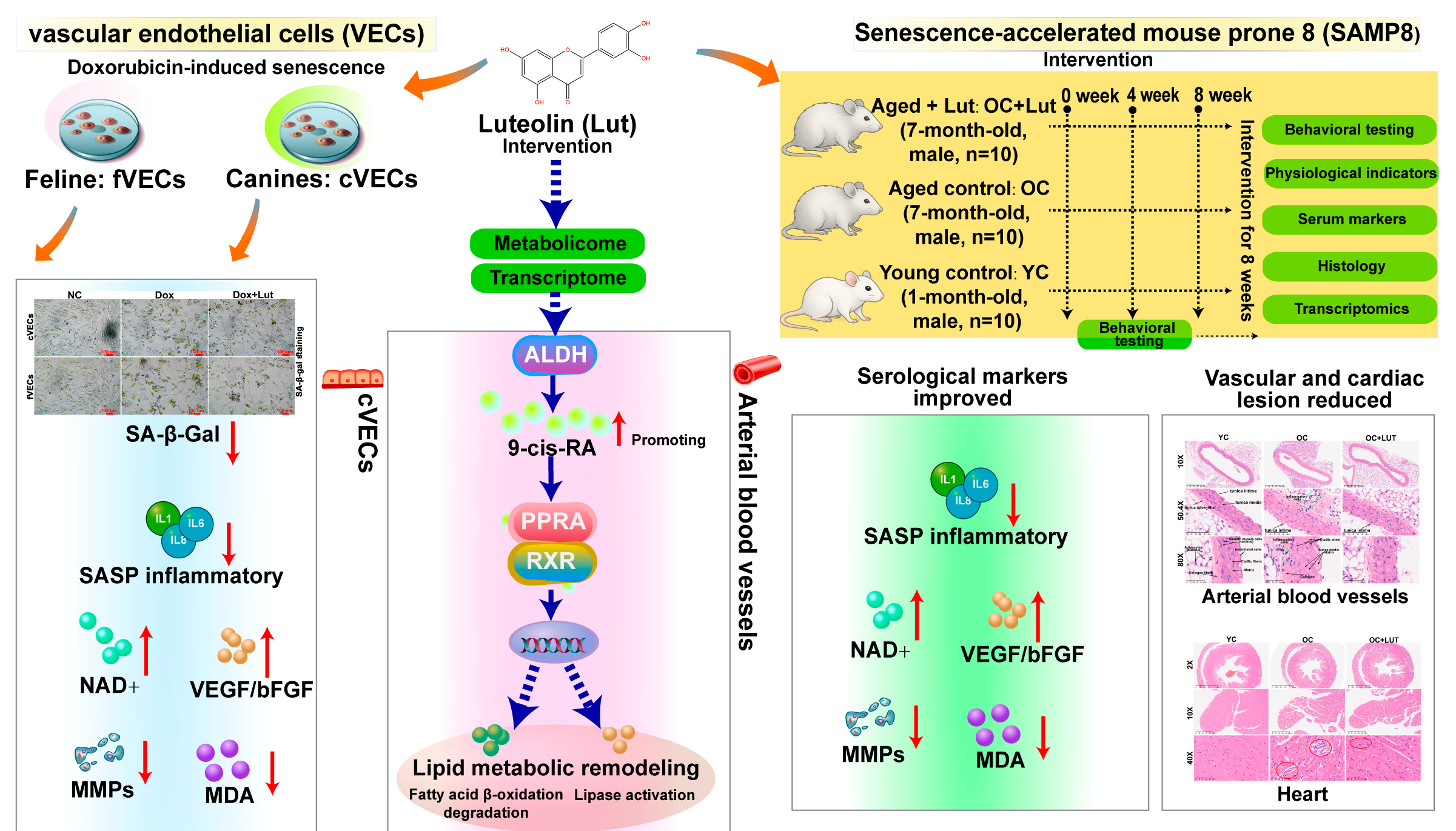 Nutrients 17 03607 sch001