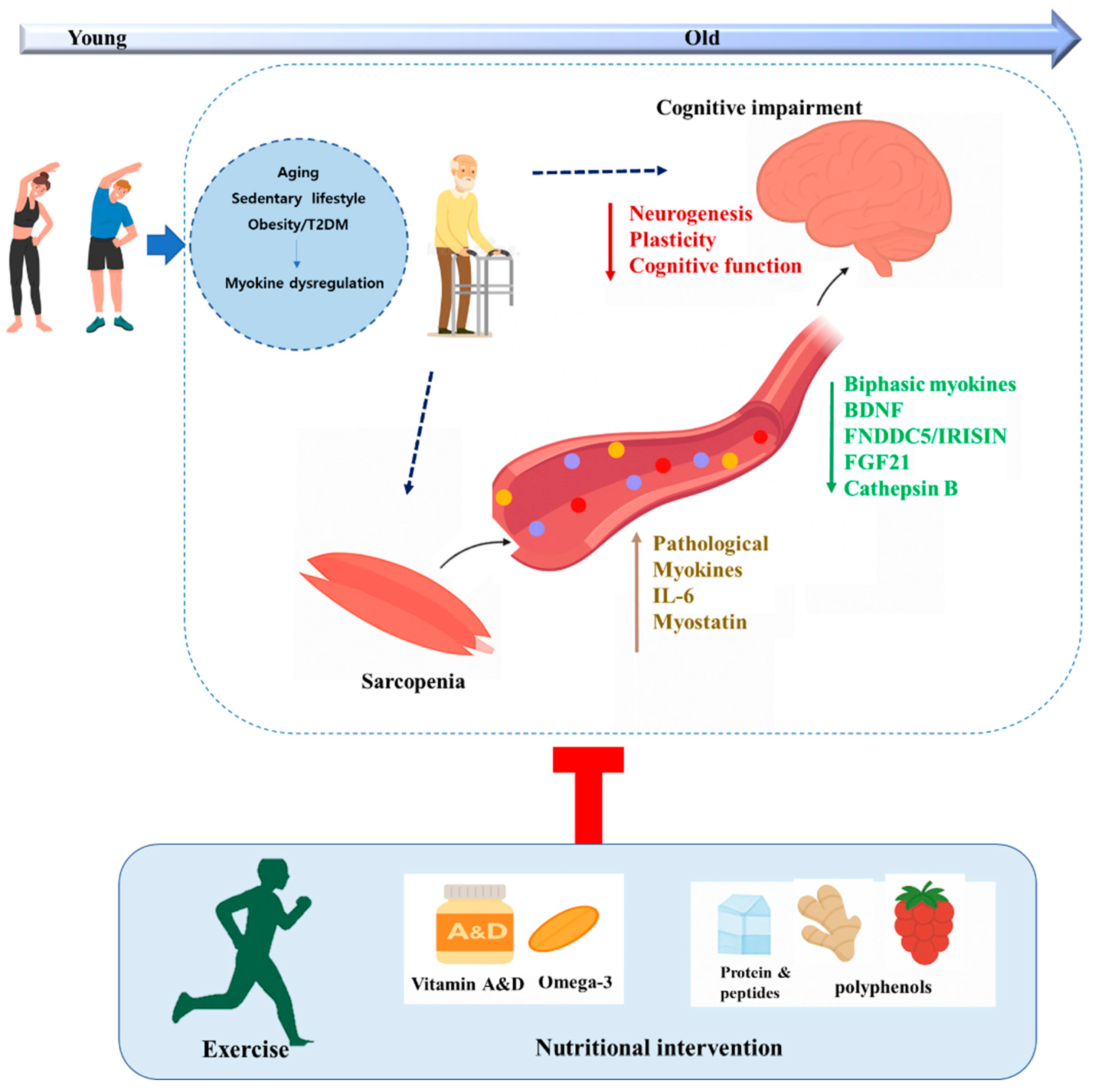 Nutrients 17 03615 g001