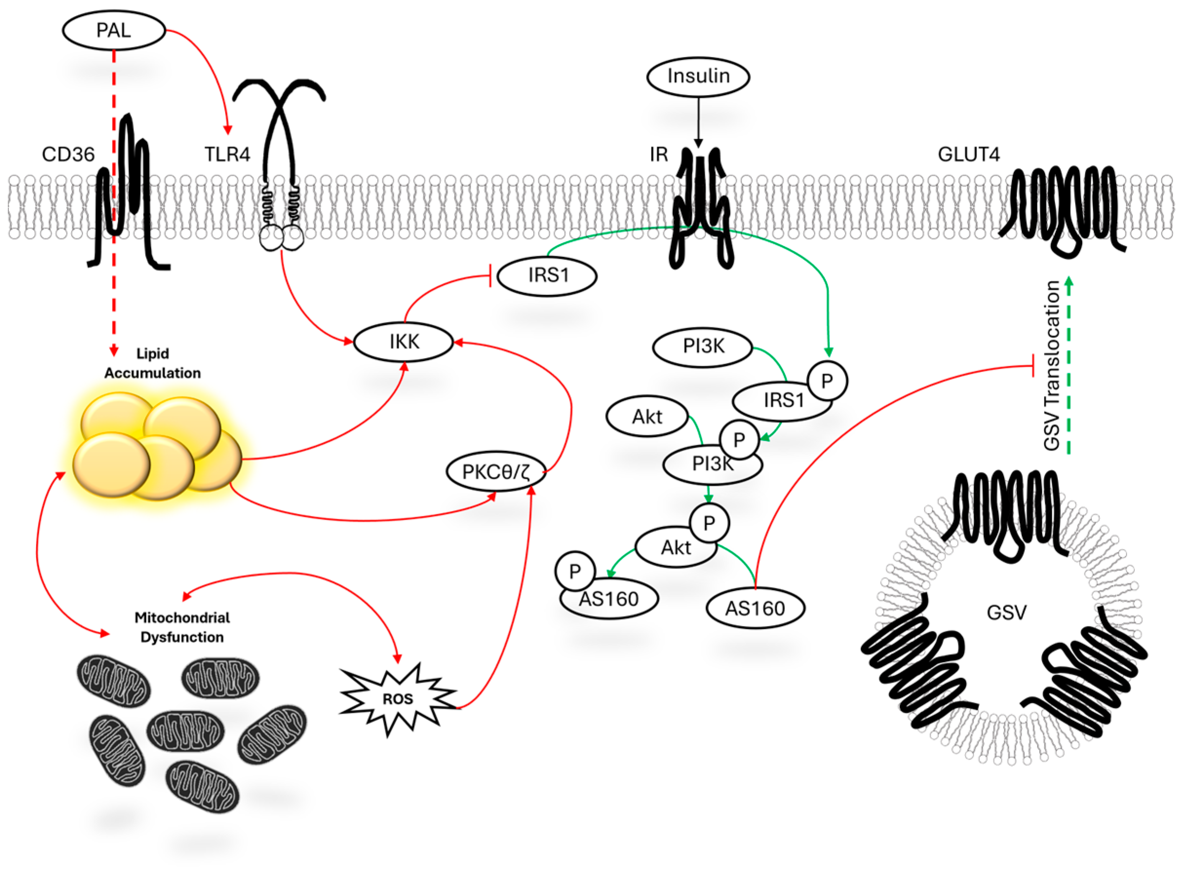 sun  A Systematic Review of Palmitate-Mediated Insulin Resistance in