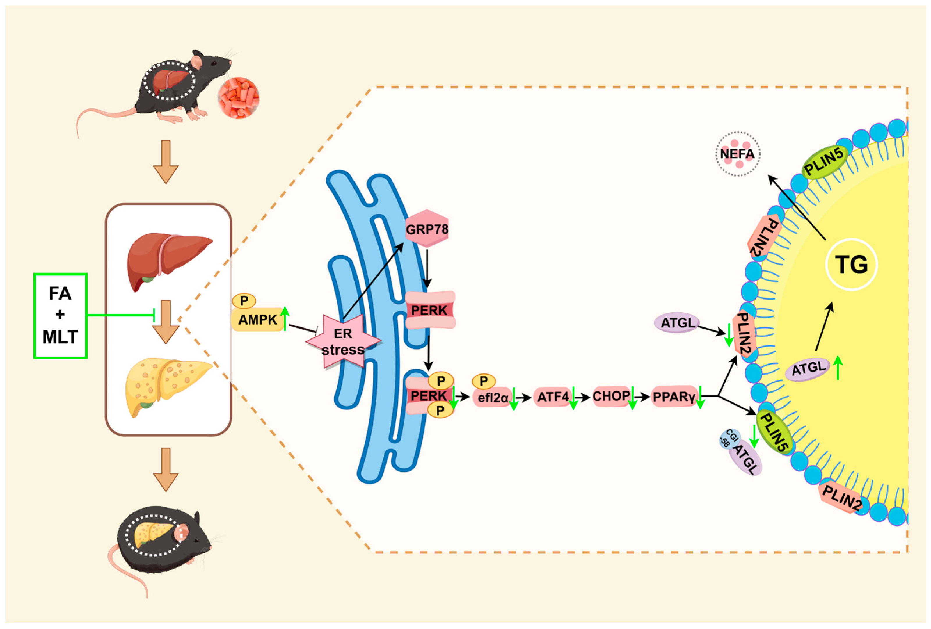 Nutrients 17 03641 g009