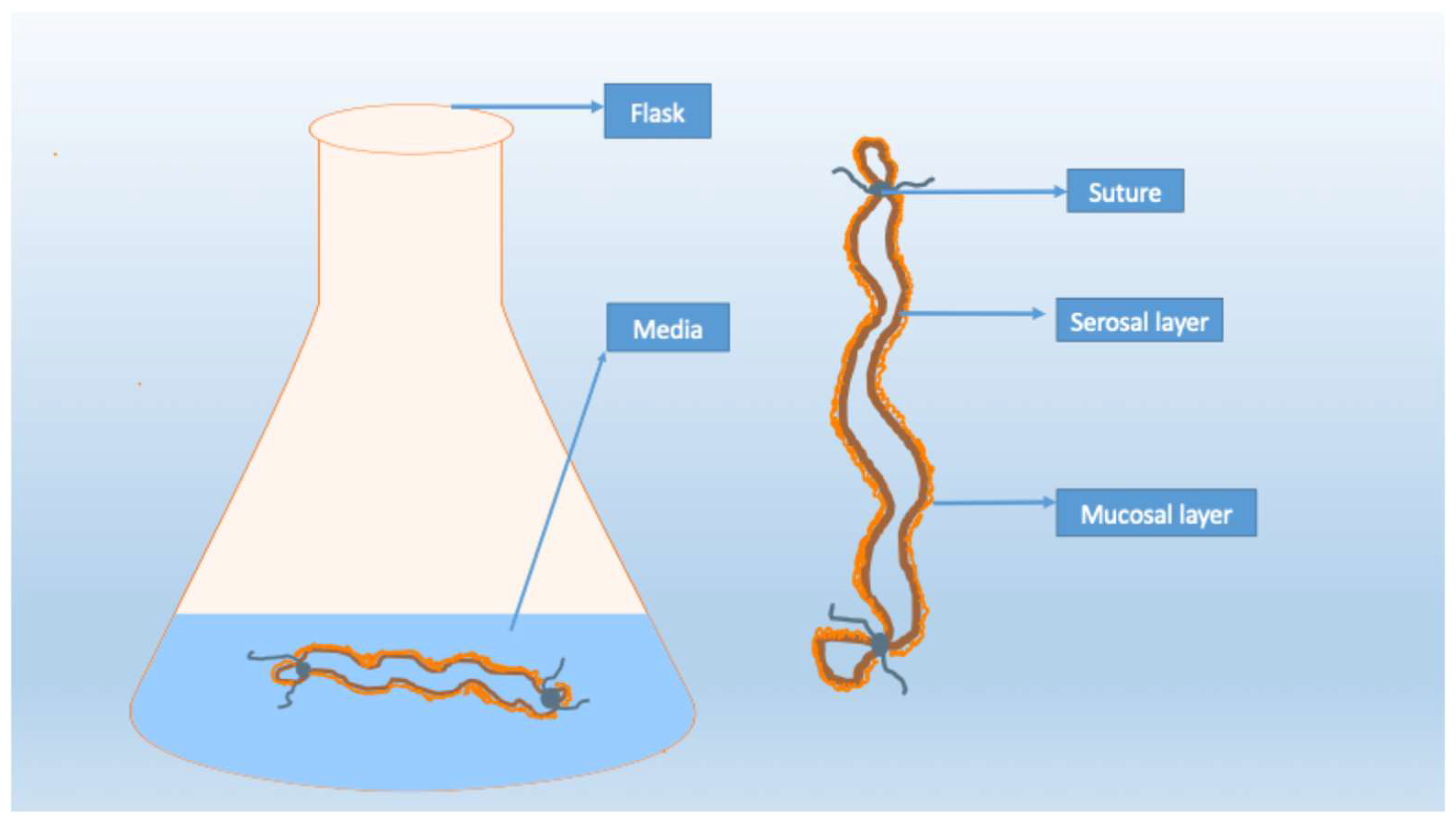 Nutrients 17 03644 g002