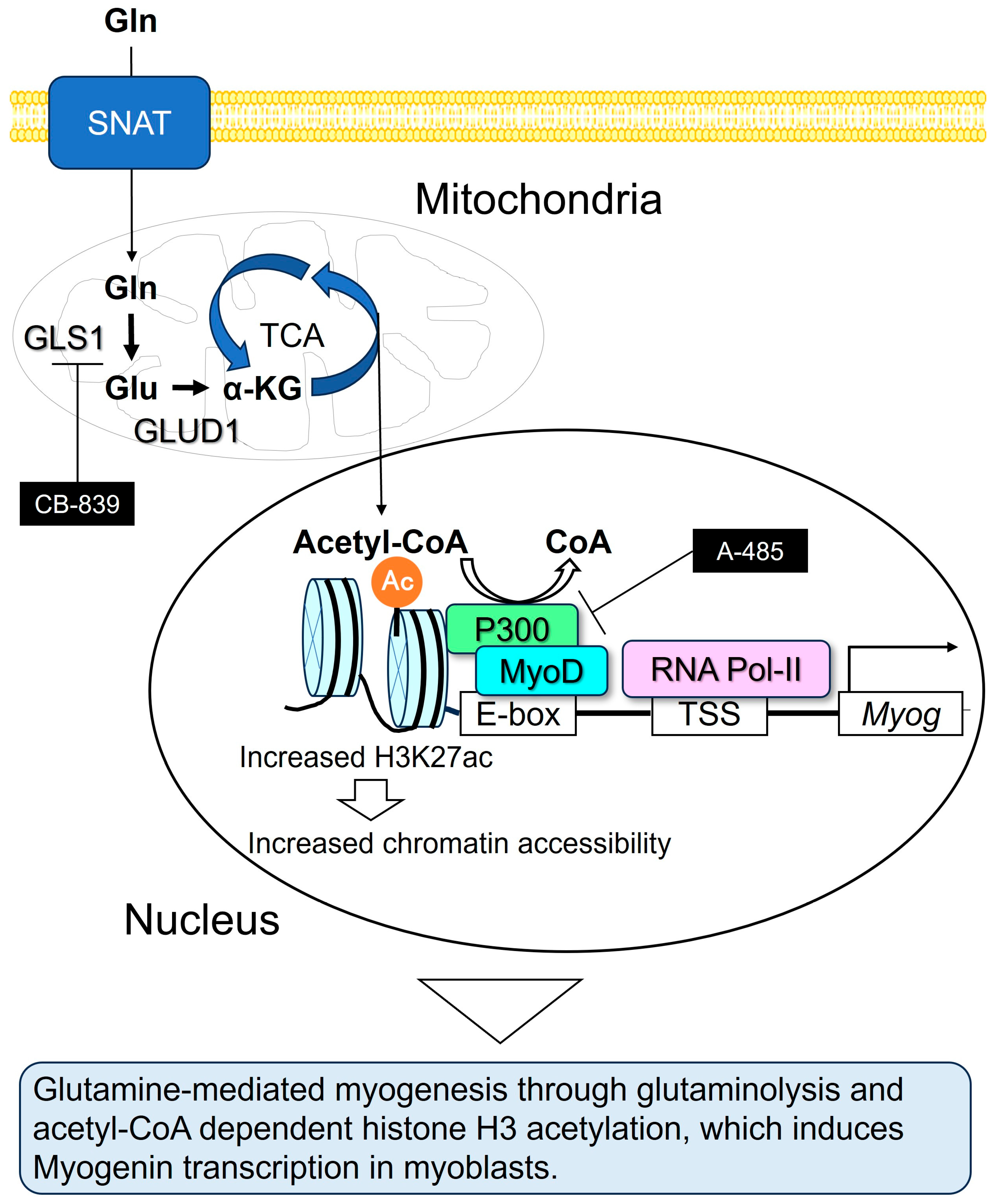Nutrients 17 03673 g008