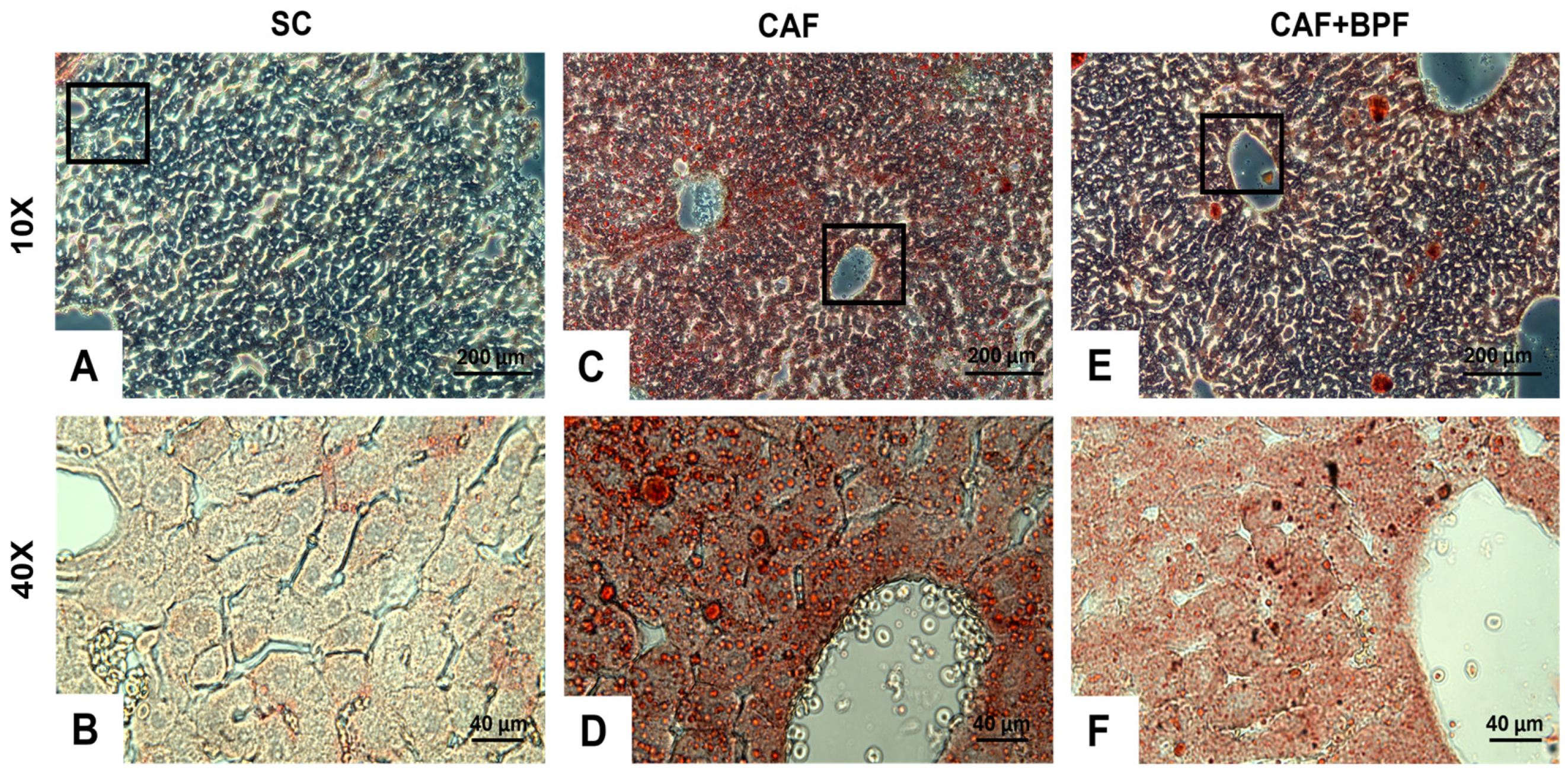 Nutrients 17 03684 g007