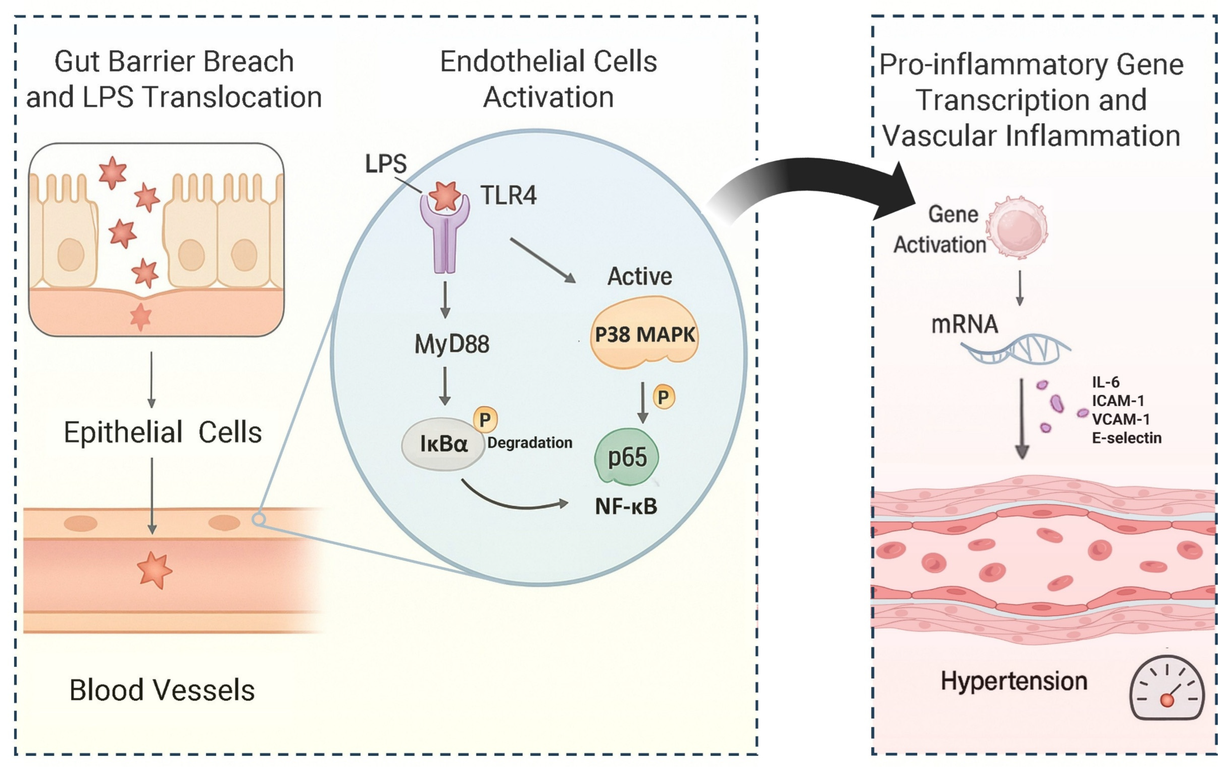 Nutrients 17 03688 g004