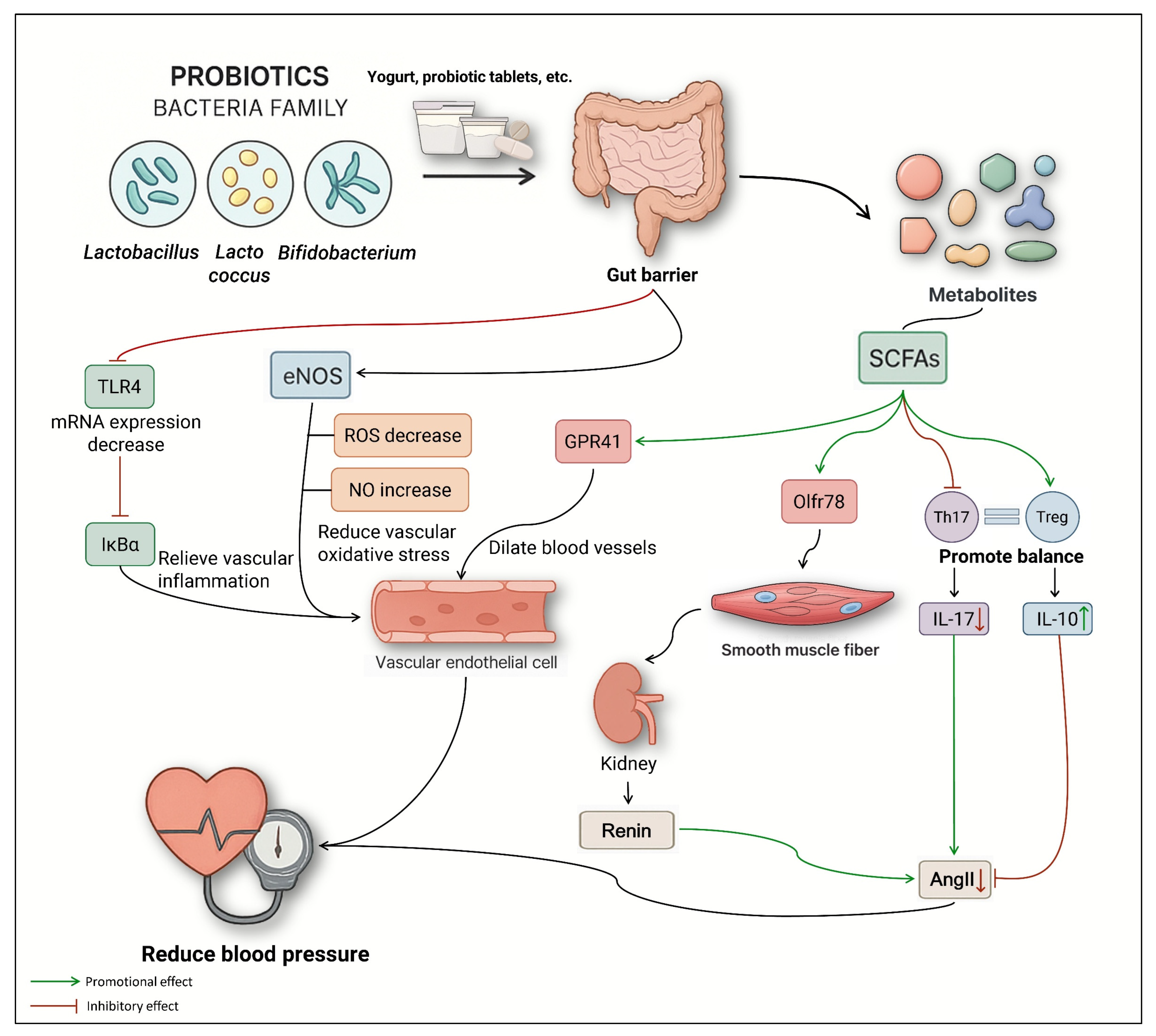 Nutrients 17 03688 g005