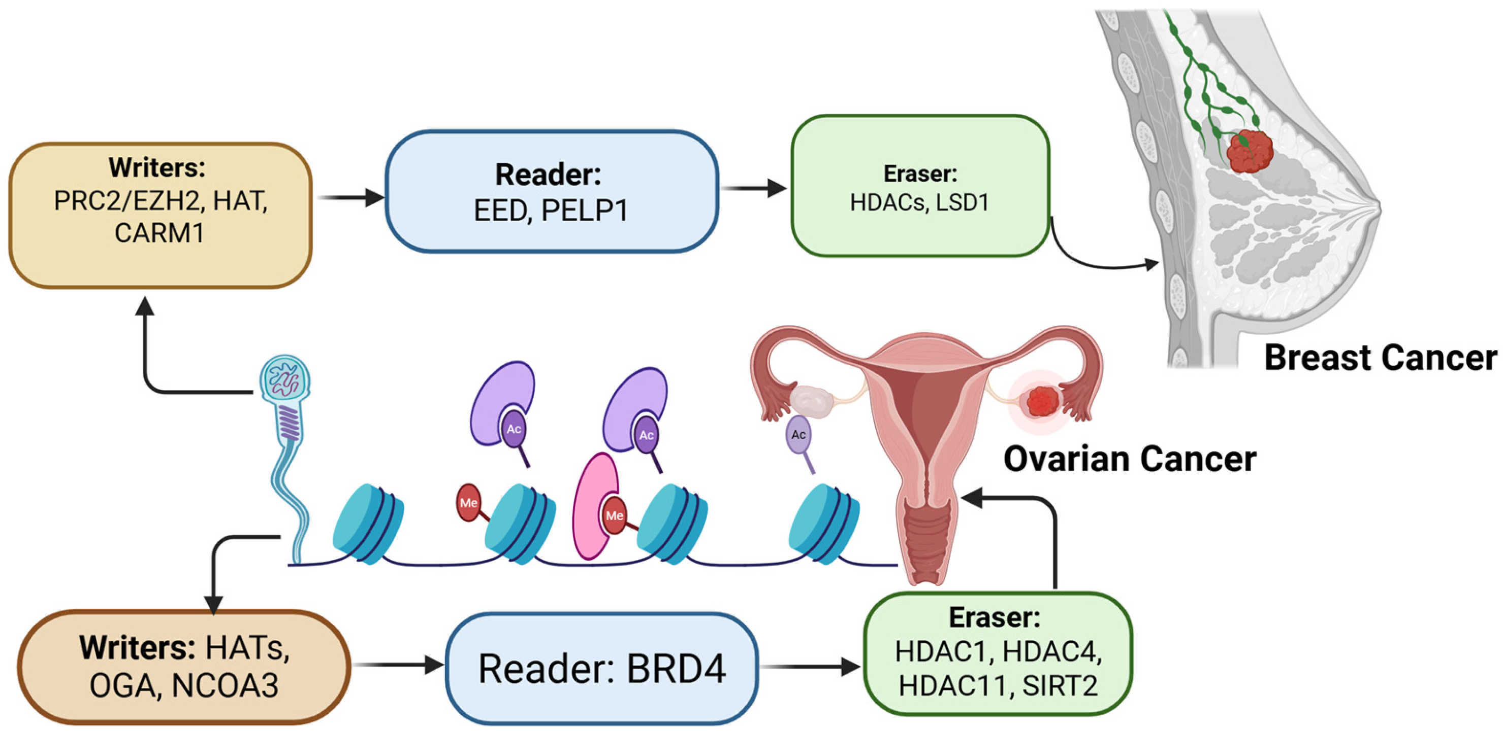 Nutrients 17 03690 g002