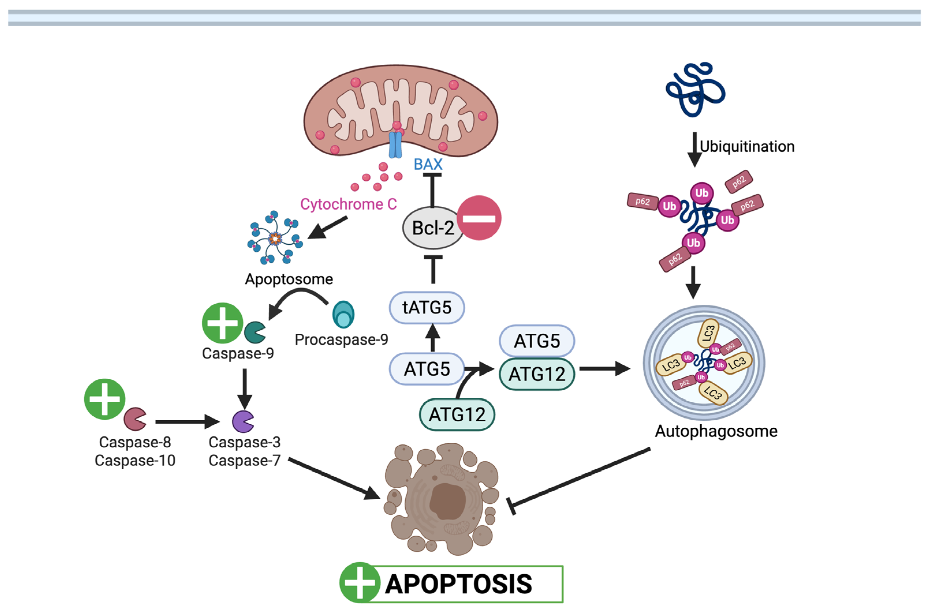 Nutrients 17 03712 g002