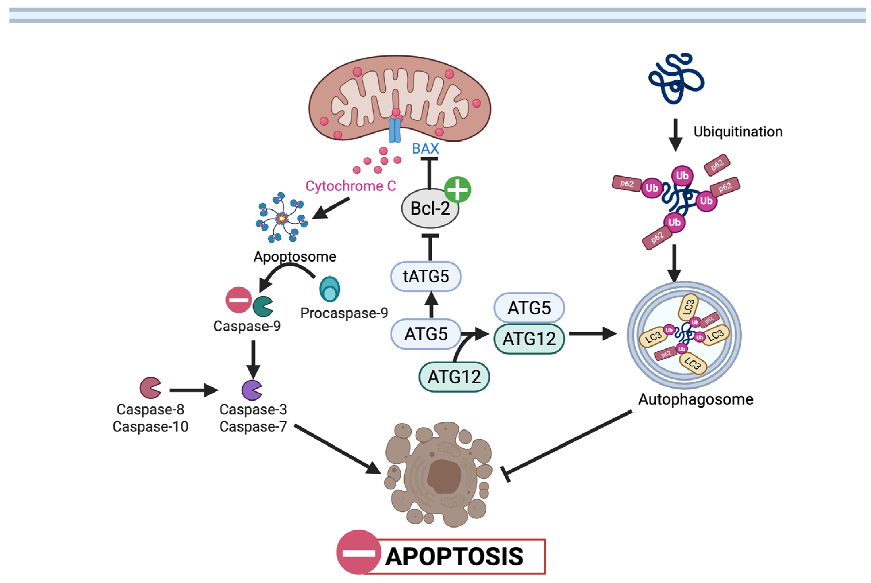 Nutrients 17 03712 g004