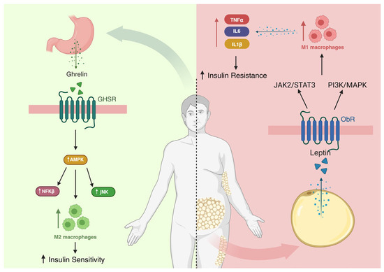 Anthocyanins Modulation of Gut Microbiota to Reverse Obesity