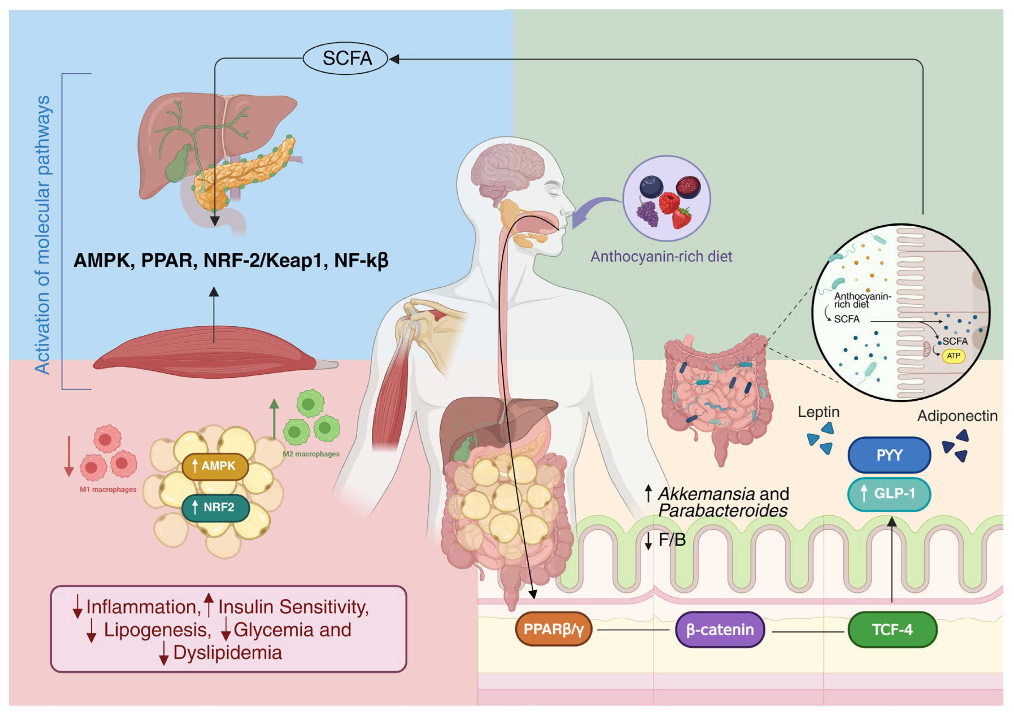 Nutrients 17 03727 g002