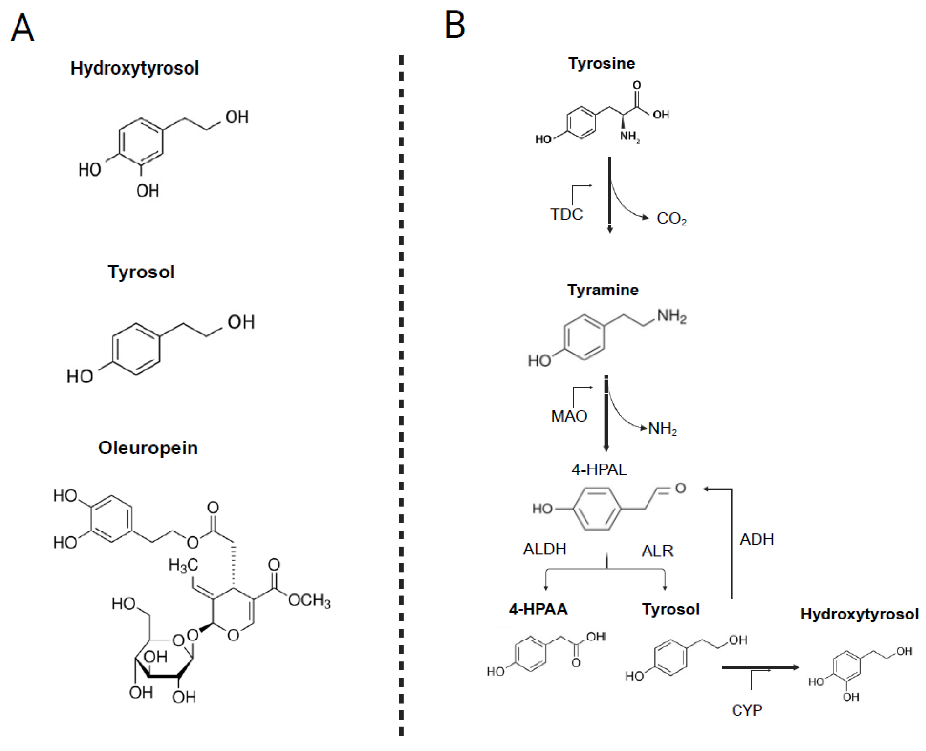 Nutrients 17 03784 g001