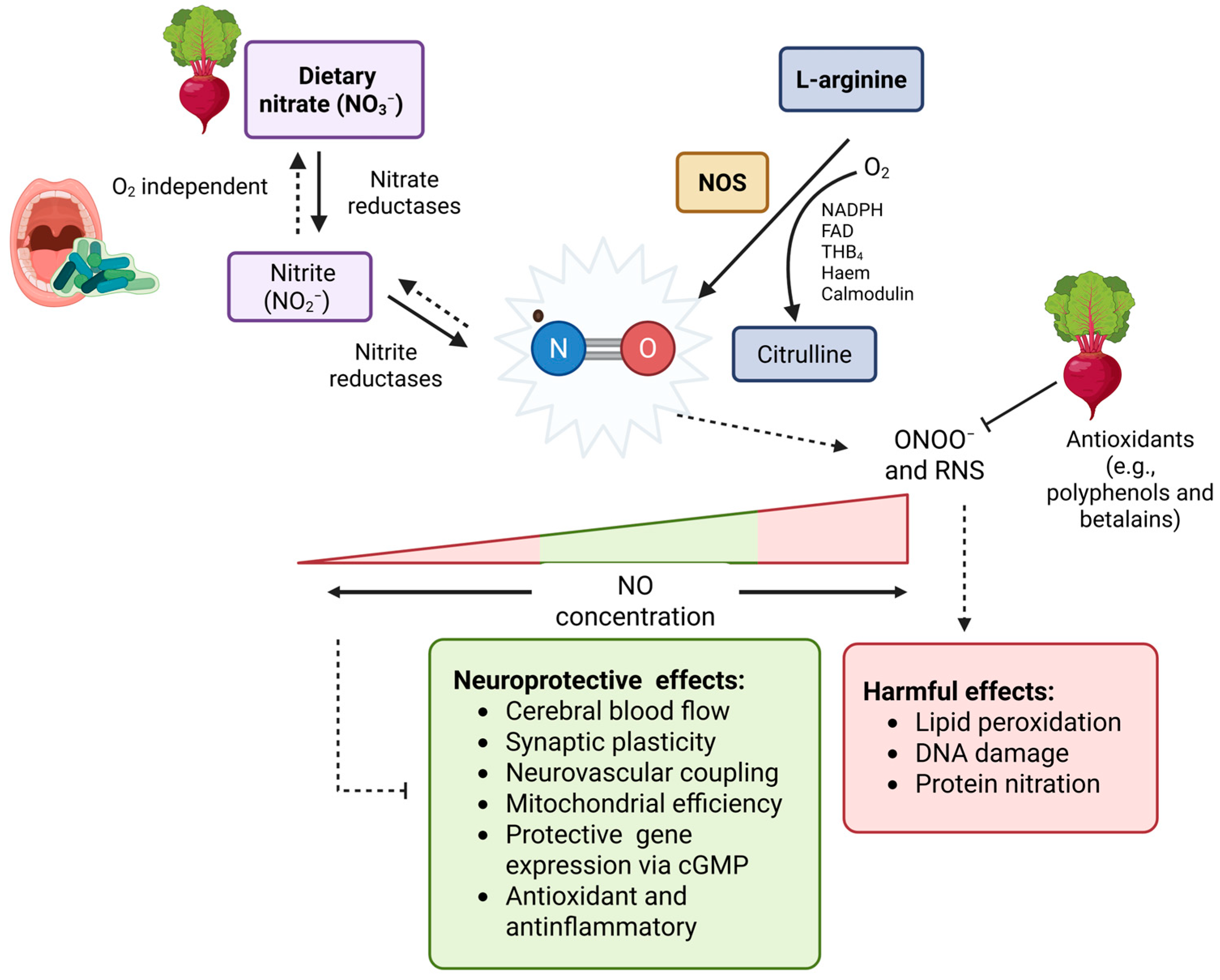 Nutrients 17 03790 g002