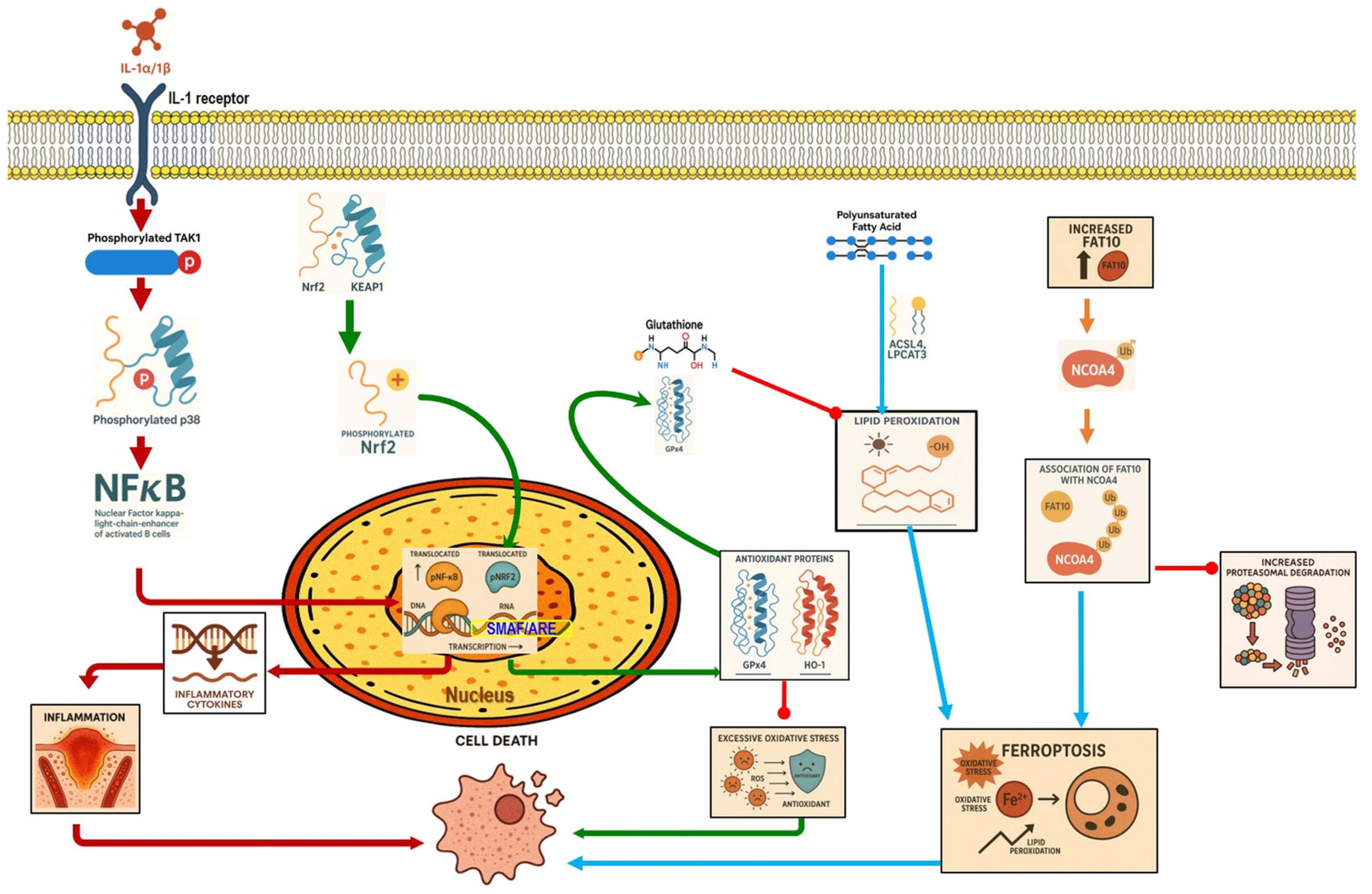 Nutrients 17 03841 g002 Nutrients 17 03841 g002
