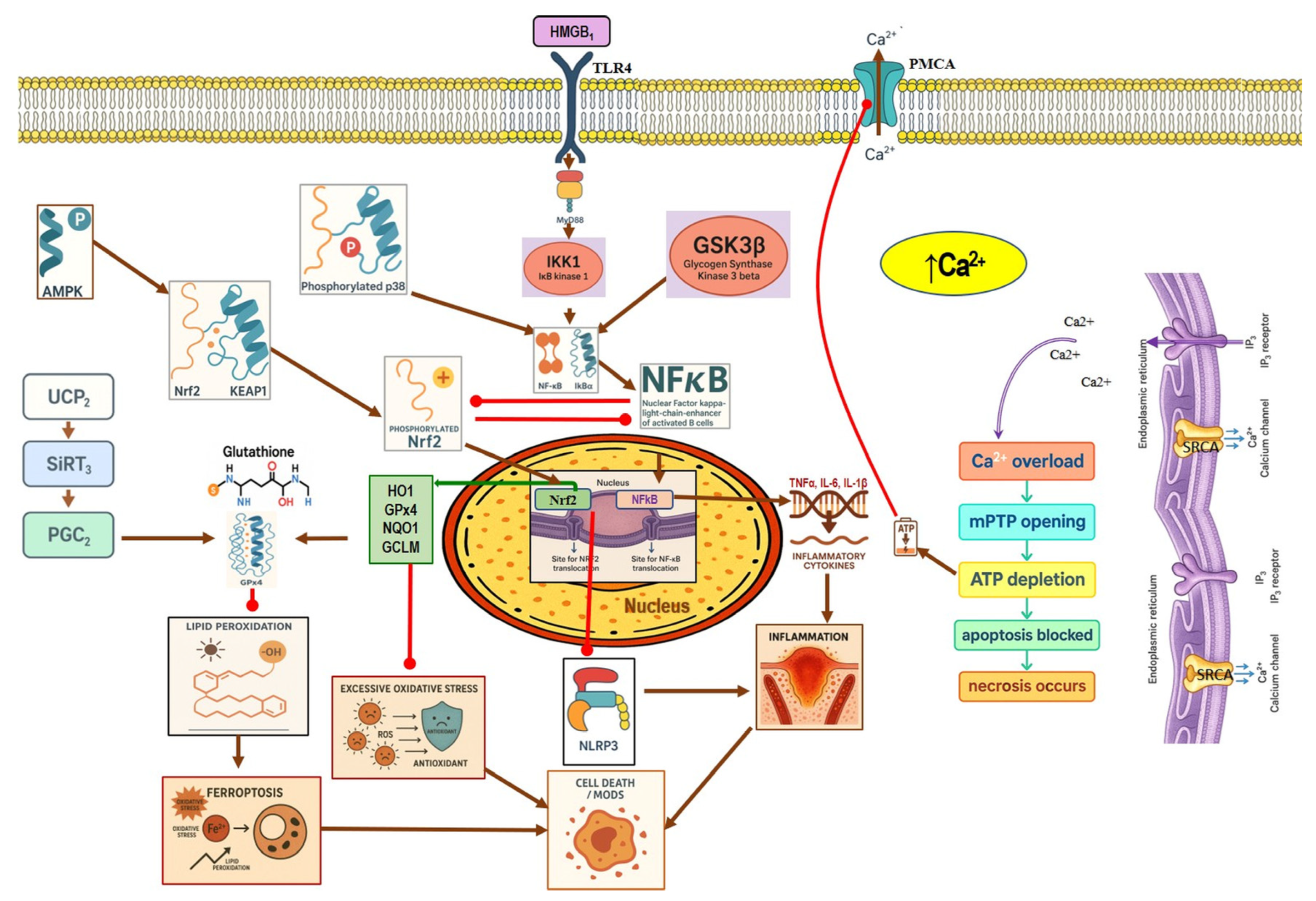 Nutrients 17 03841 g003 Nutrients 17 03841 g003