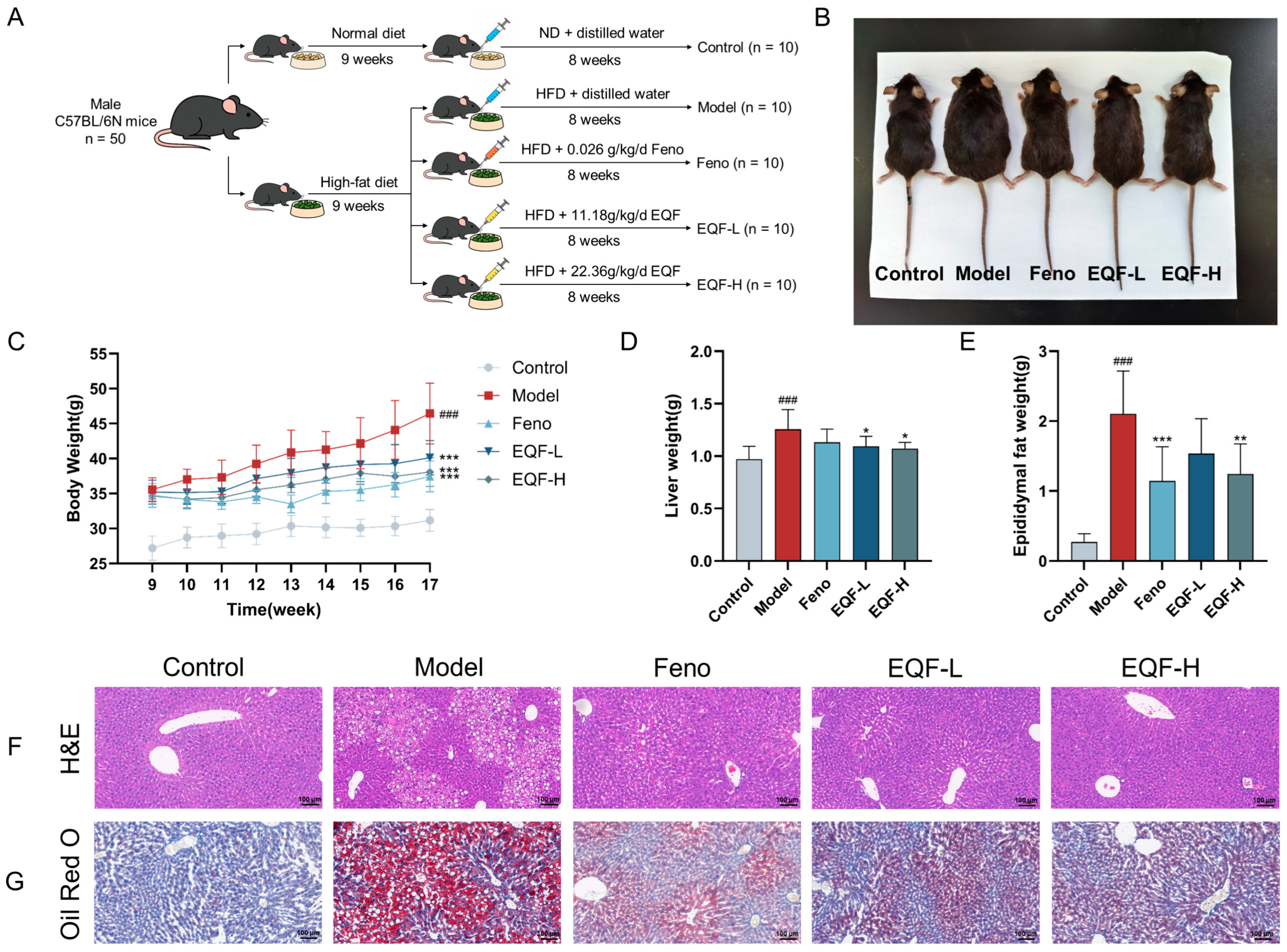 Nutrients 17 03849 g004 Nutrients 17 03849 g004