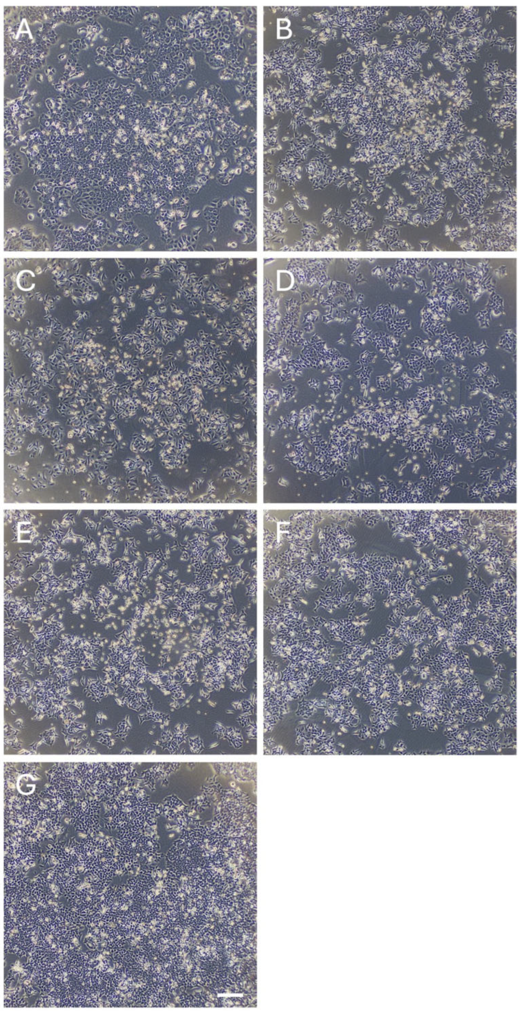 Nutrients 17 03913 g005 Nutrients 17 03913 g005