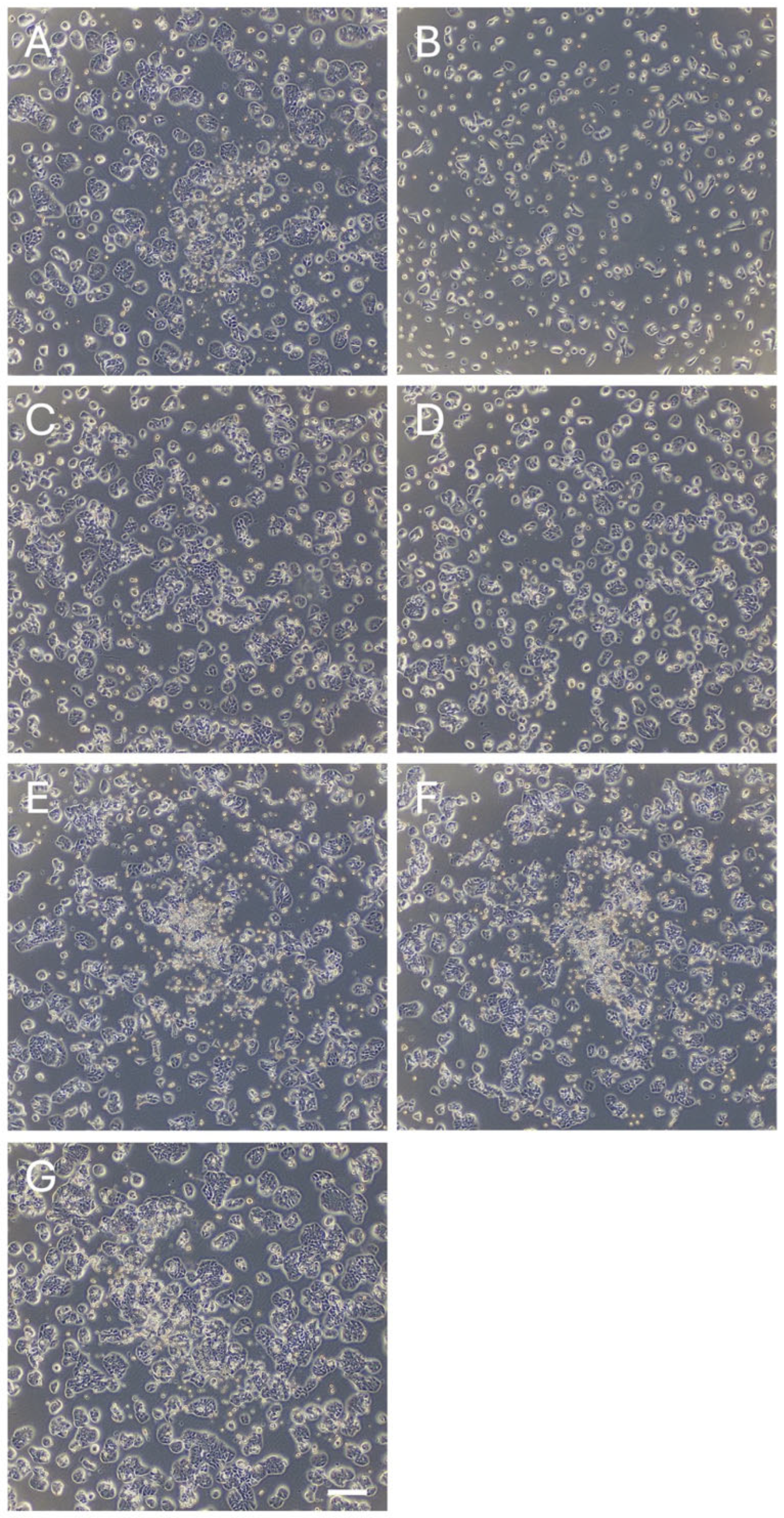 Nutrients 17 03913 g006 Nutrients 17 03913 g006