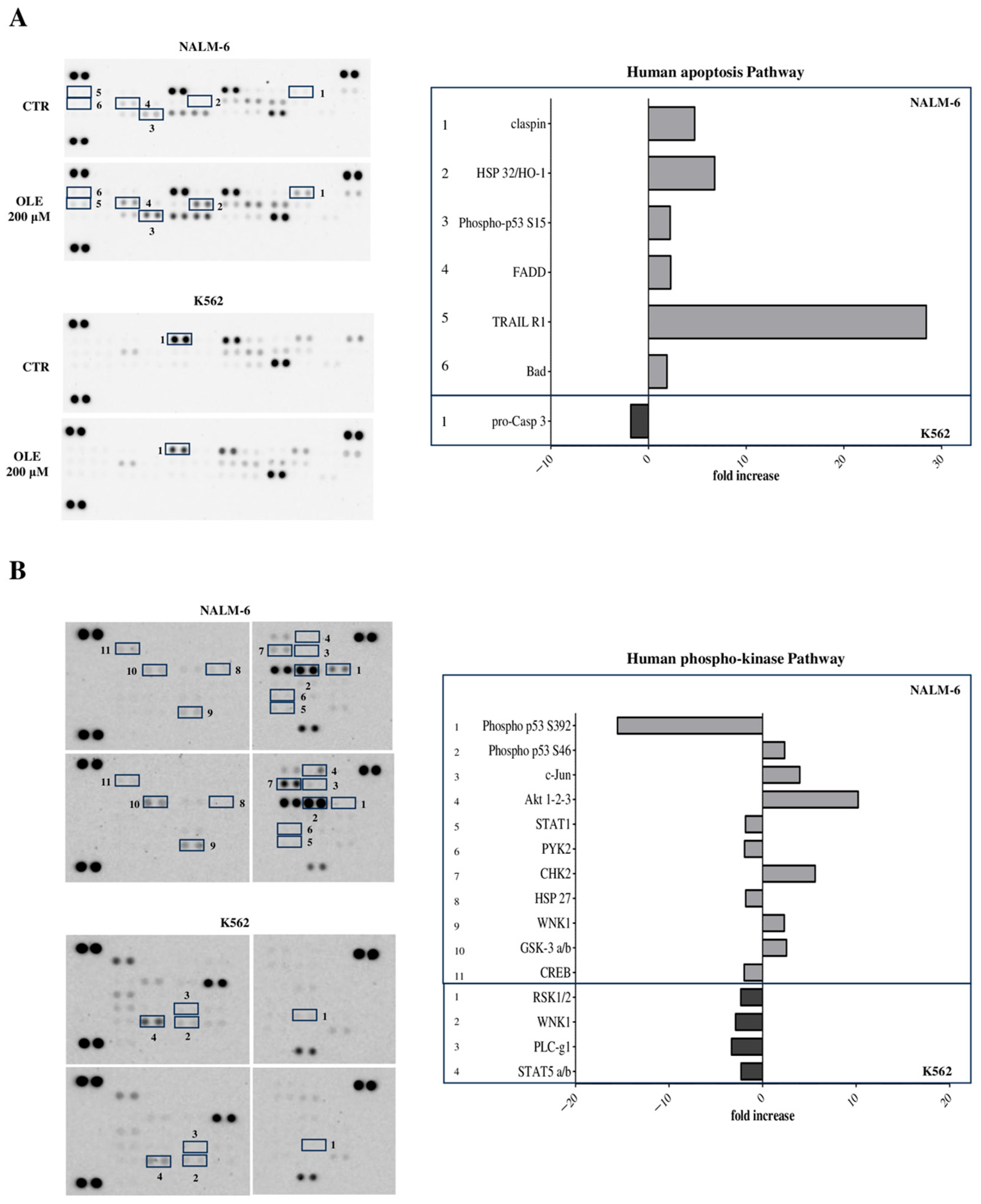 Olive Leaf Extract (OLE) Anti-Tumor Activities Against Hematologic