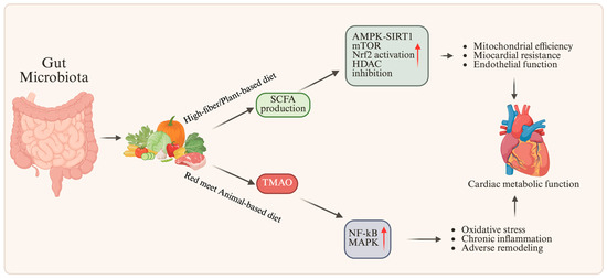 l carnitine tmao garlic Ginger essential oil and citral ameliorates atherosclerosis in ApoE/ mice by modulating trimethylamine-N-oxide and gut microbiota l carnitine tmao garlic Dietary