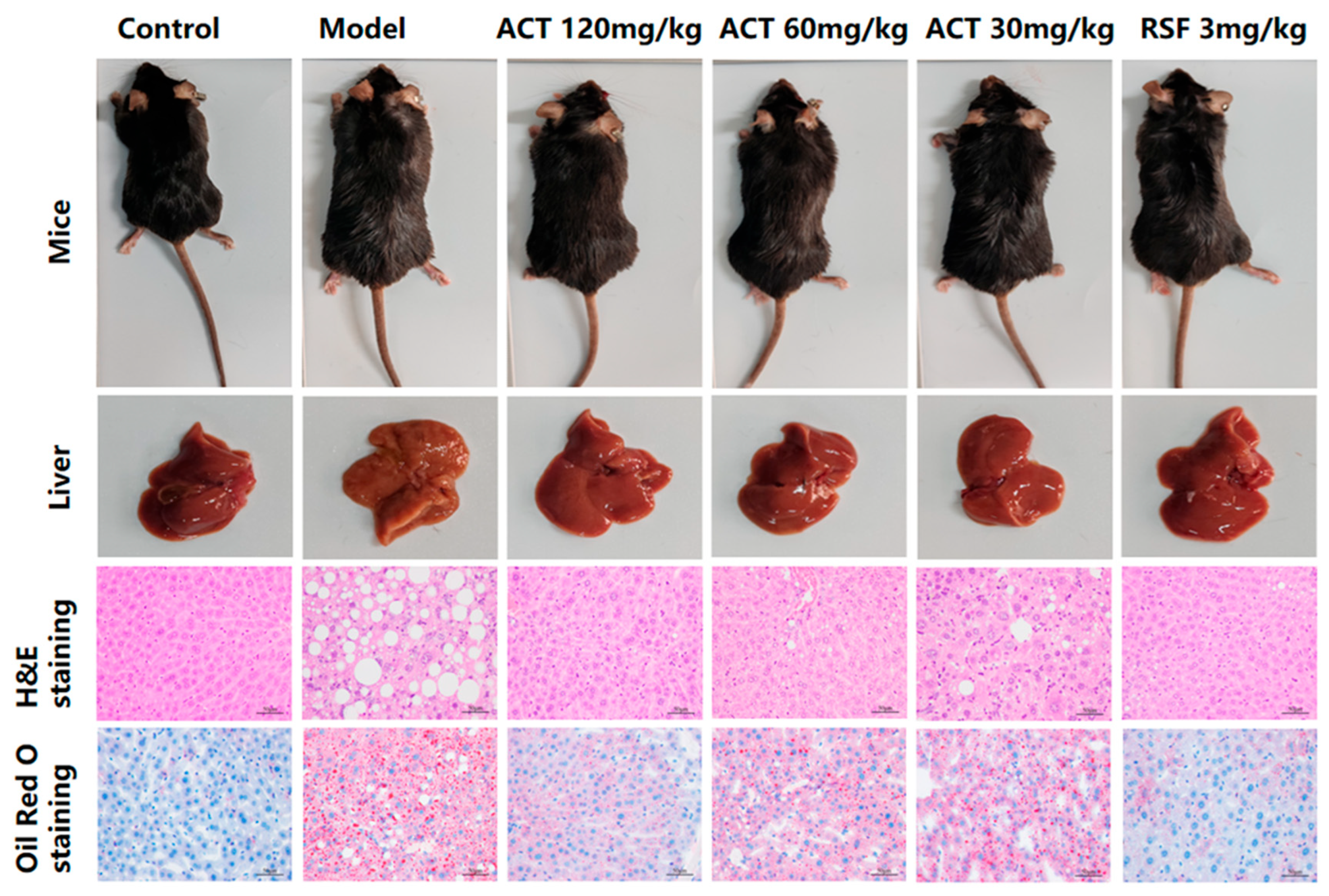 Nutrients 18 00118 g003
