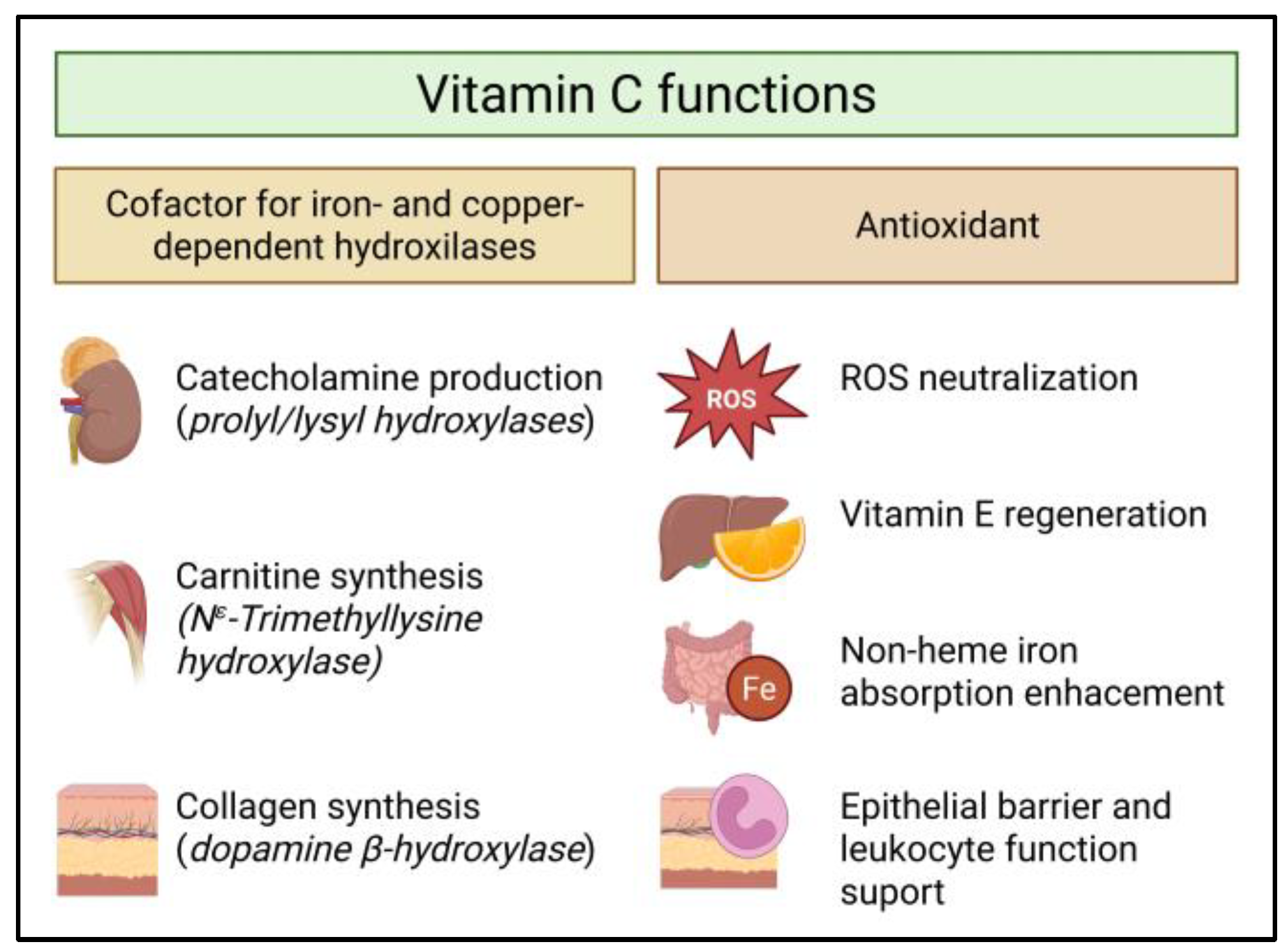 Nutrients 18 00132 g001