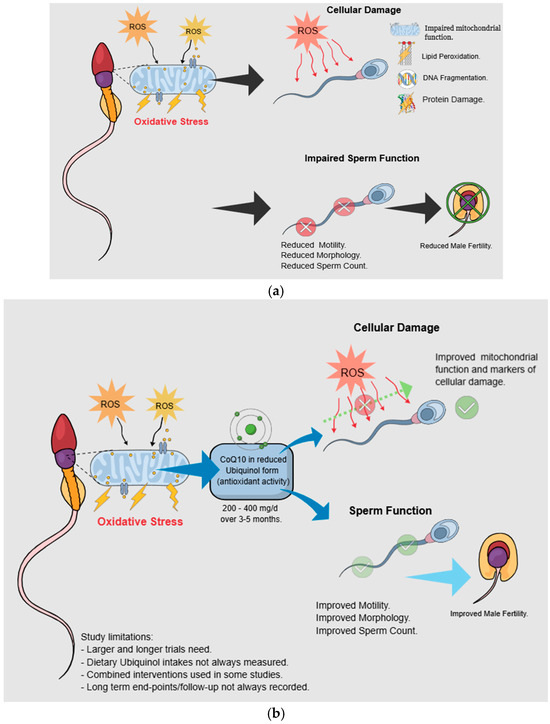l-carnitine and coq10 for fertility Ubiquinol in Fertility and Reproduction: A Conditionally Essential Nutrient  for Critical Early-Life Stages