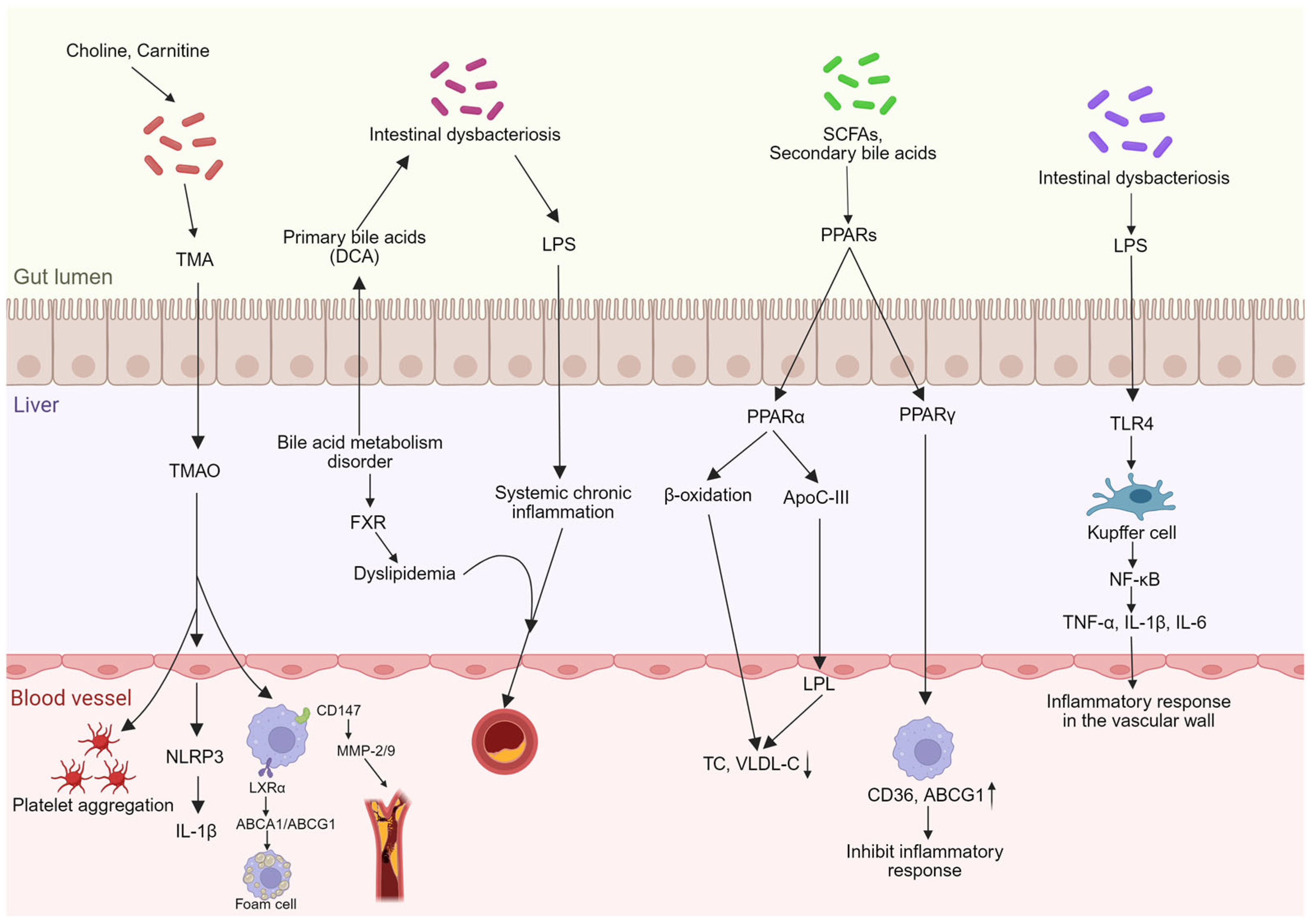 Nutrients 18 00188 g002